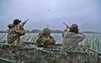 Trevor Unruh, left, Riley Mcalpine and Ryder Beckman drew down on a few blue-winged teal during the opener of the 2016 Minnesota duck season. An estim