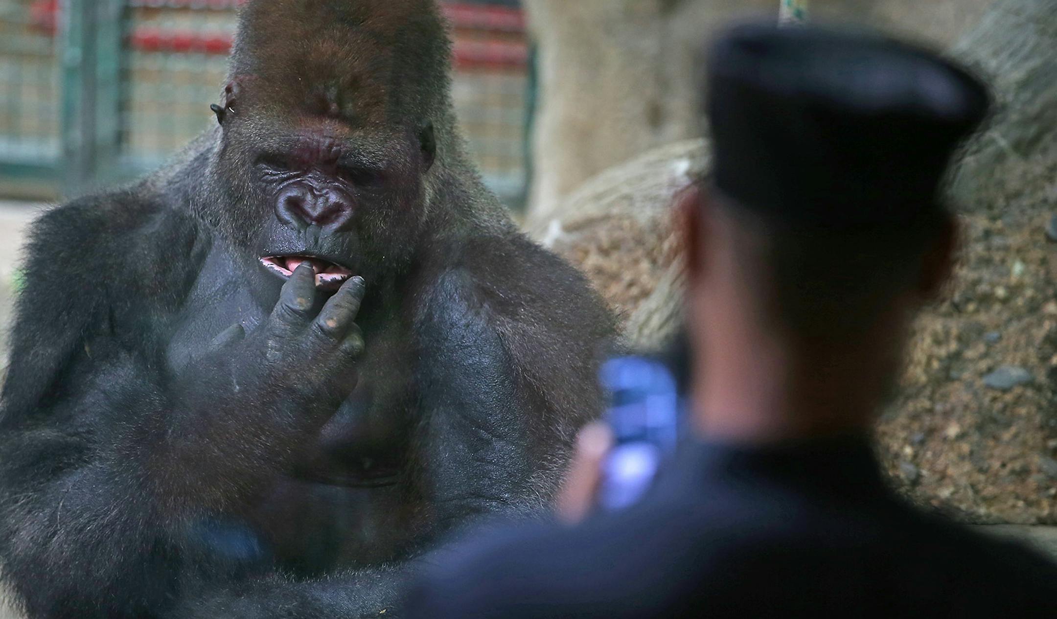 Face to face: Virgil the gorilla was back in his area at the Como Zoo Thursday after he and two other bachelors briefly got out of their exhibit.