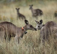 Black Spot, leader of a mob of street-smart kangaroos moving into Australia&#x2019;s capital city, with a female kangaroo. credit: Luke Cameroon