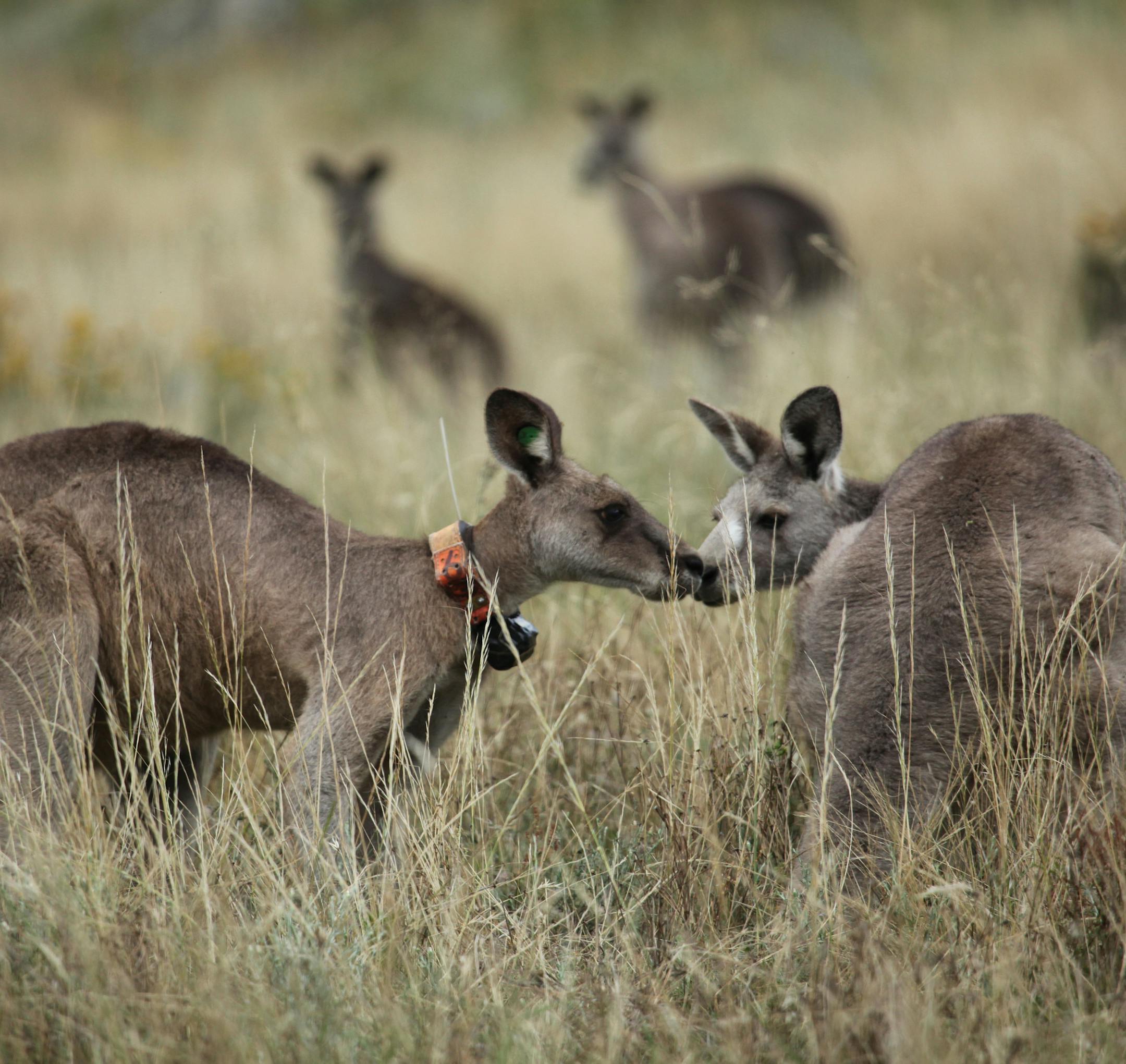 Black Spot, leader of a mob of street-smart kangaroos moving into Australia’s capital city, with a female kangaroo. credit: Luke Cameroon