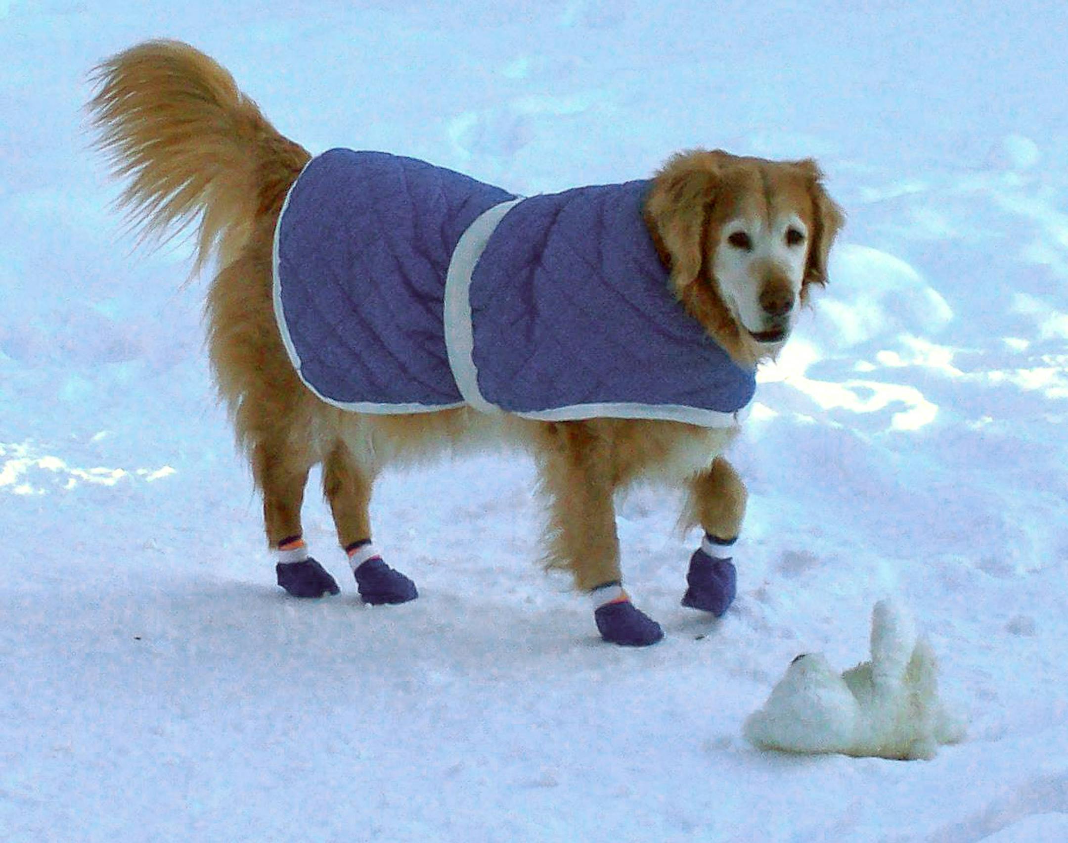 winter fashion for dogs
