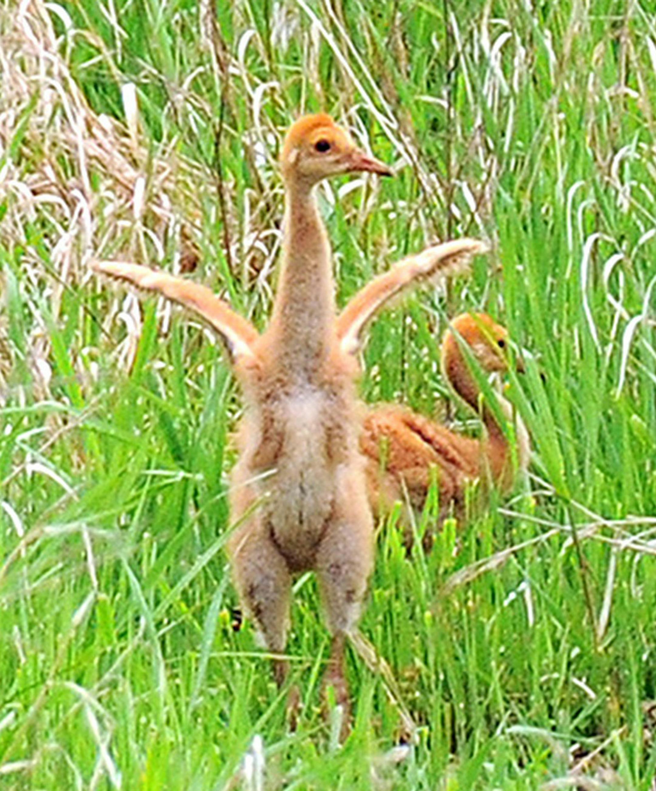A sandhill crane chick spreads its wings. Credit: Jim Williams, special to the Star Tribune