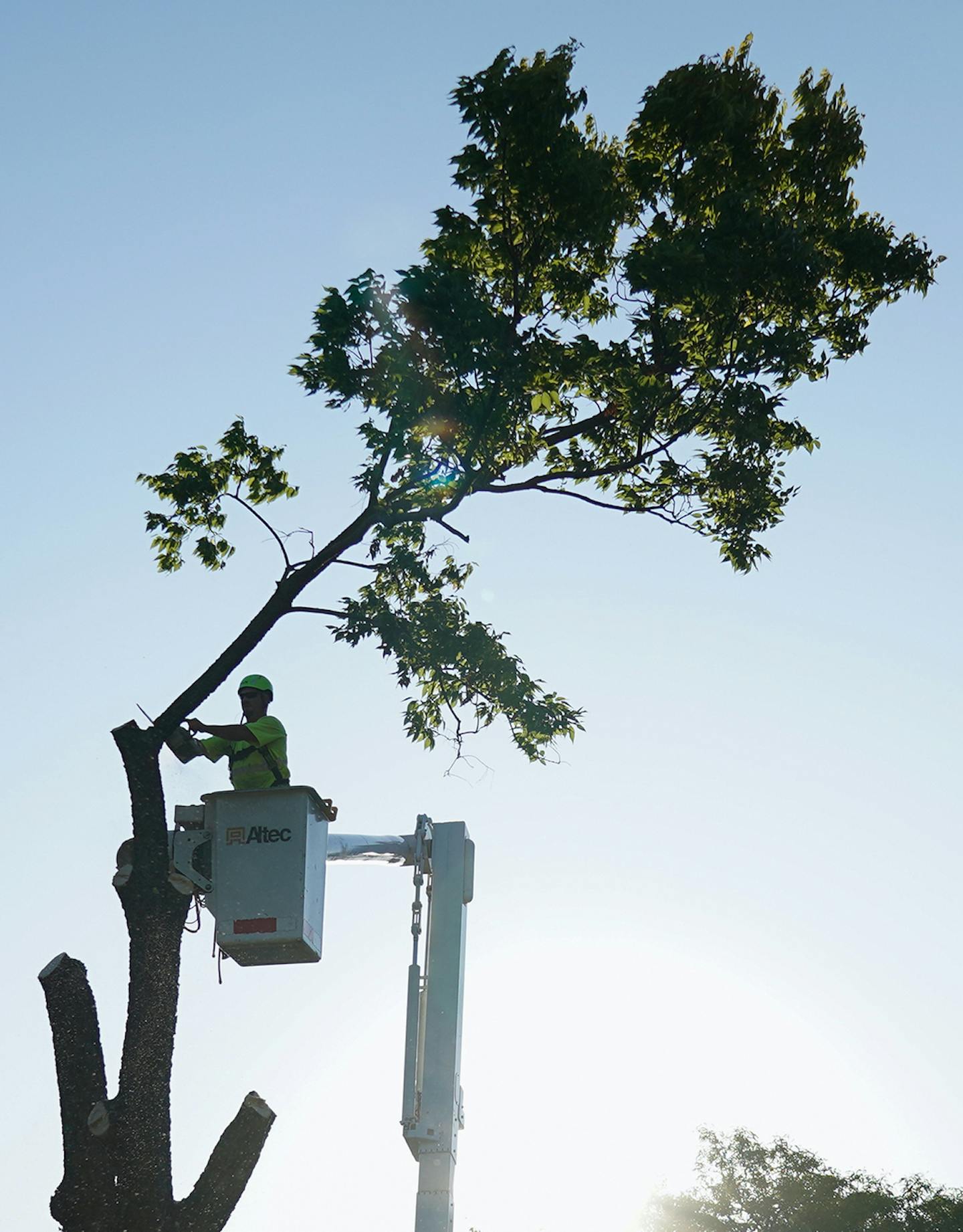 A crew cut down a damaged tree in St. Paul, where such routine work may have to wait due to budget constraints.