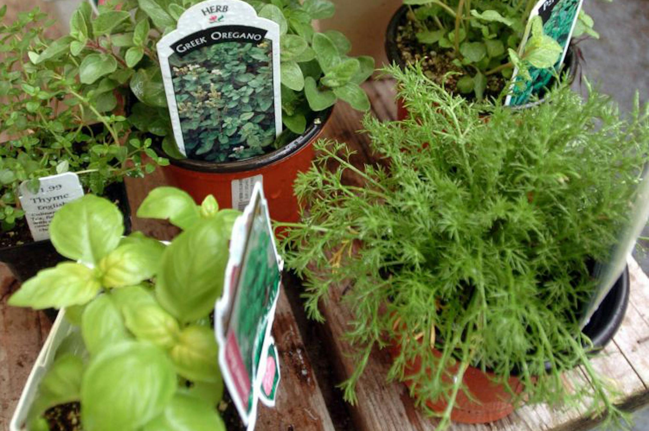 Parsley, chives, thyme and rosemary are among herbs that can take a little chill.
