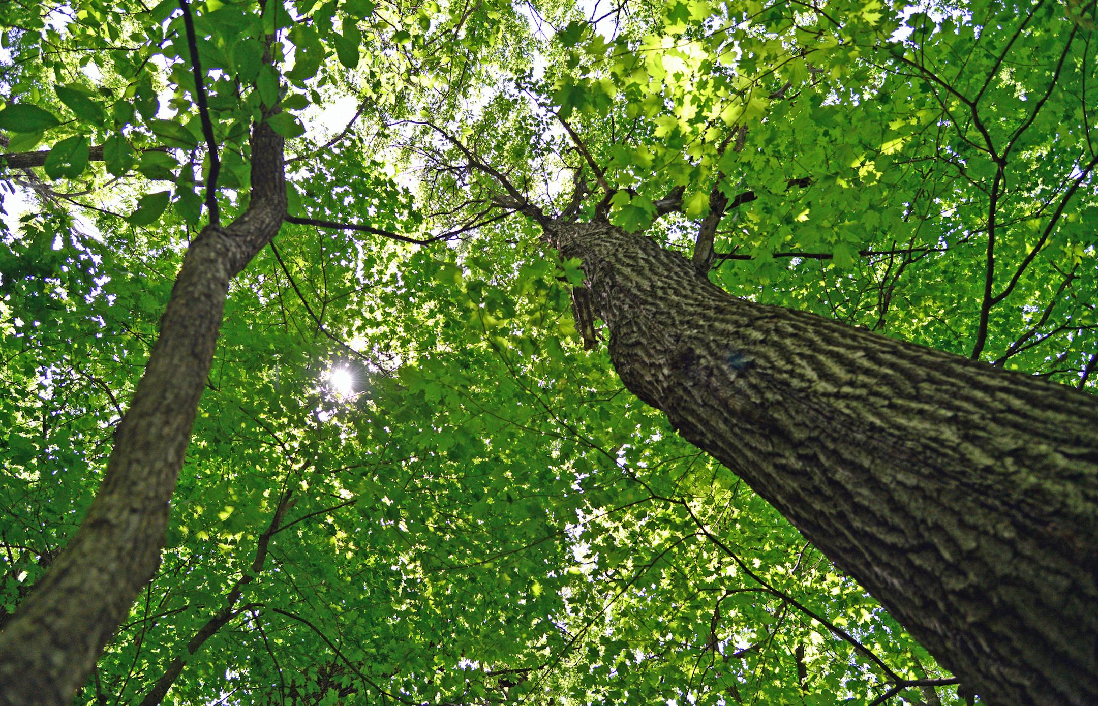 The forest consists mainly of Maple, Oak and Basswood trees. ] Former DNR executives Bob Djupstrom and Ellen Fuge spent some time touring Townsend Woods, a state Scientific and Natural Area near Morristown, Minn. on Tuesday June 4 2014. Richard.Sennott@startribune.com Richard Sennott/Star Tribune Morristown Minn. Tuesday 6/3/2014) ** (cq) ORG XMIT: MIN1406041007230826 ORG XMIT: MIN1406181625400710