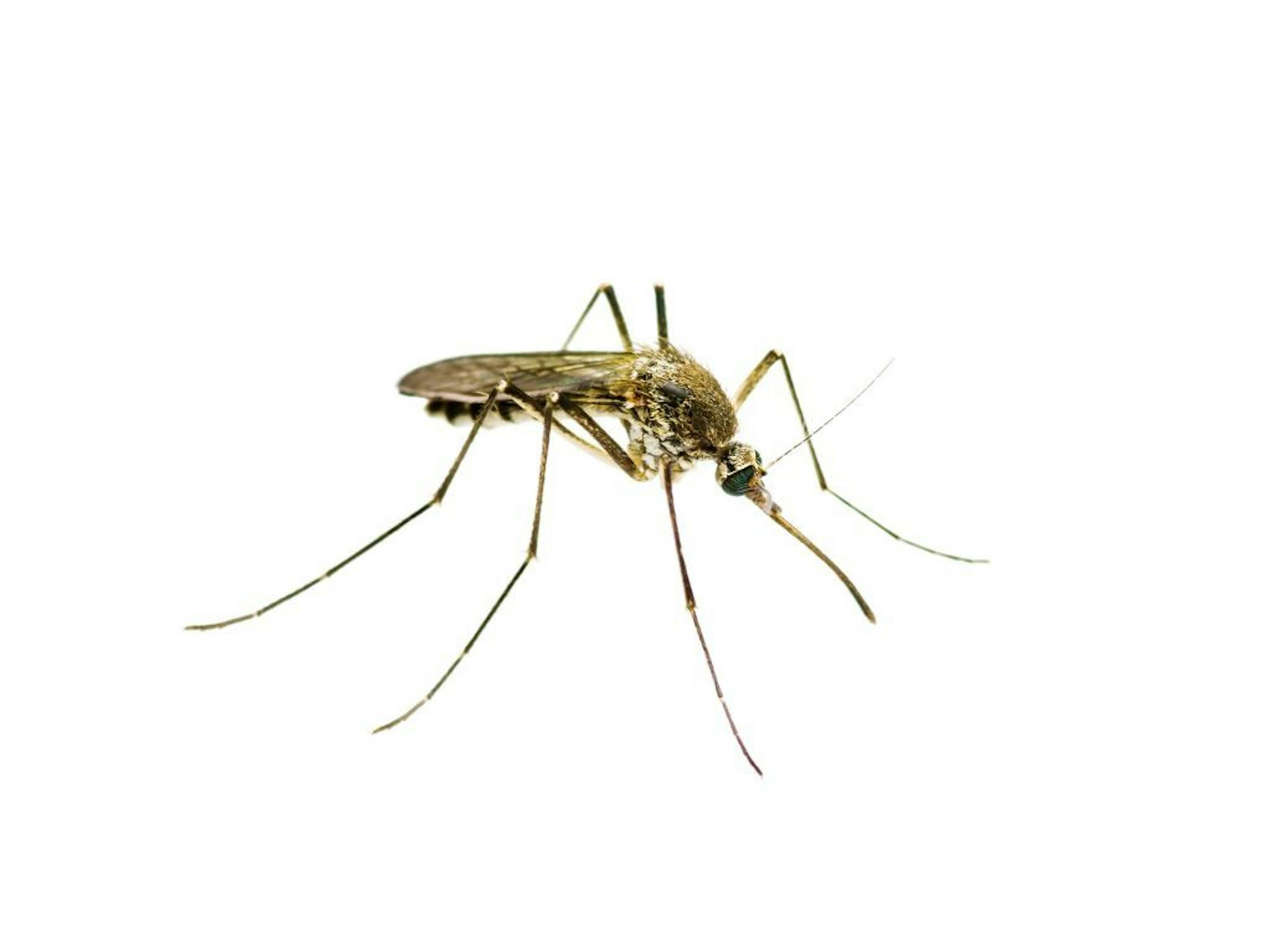 Scientists have long known that most of those fevers and deaths occur during the rainy months, when mosquitoes abound. But how does the disease persist during the long dry seasons?