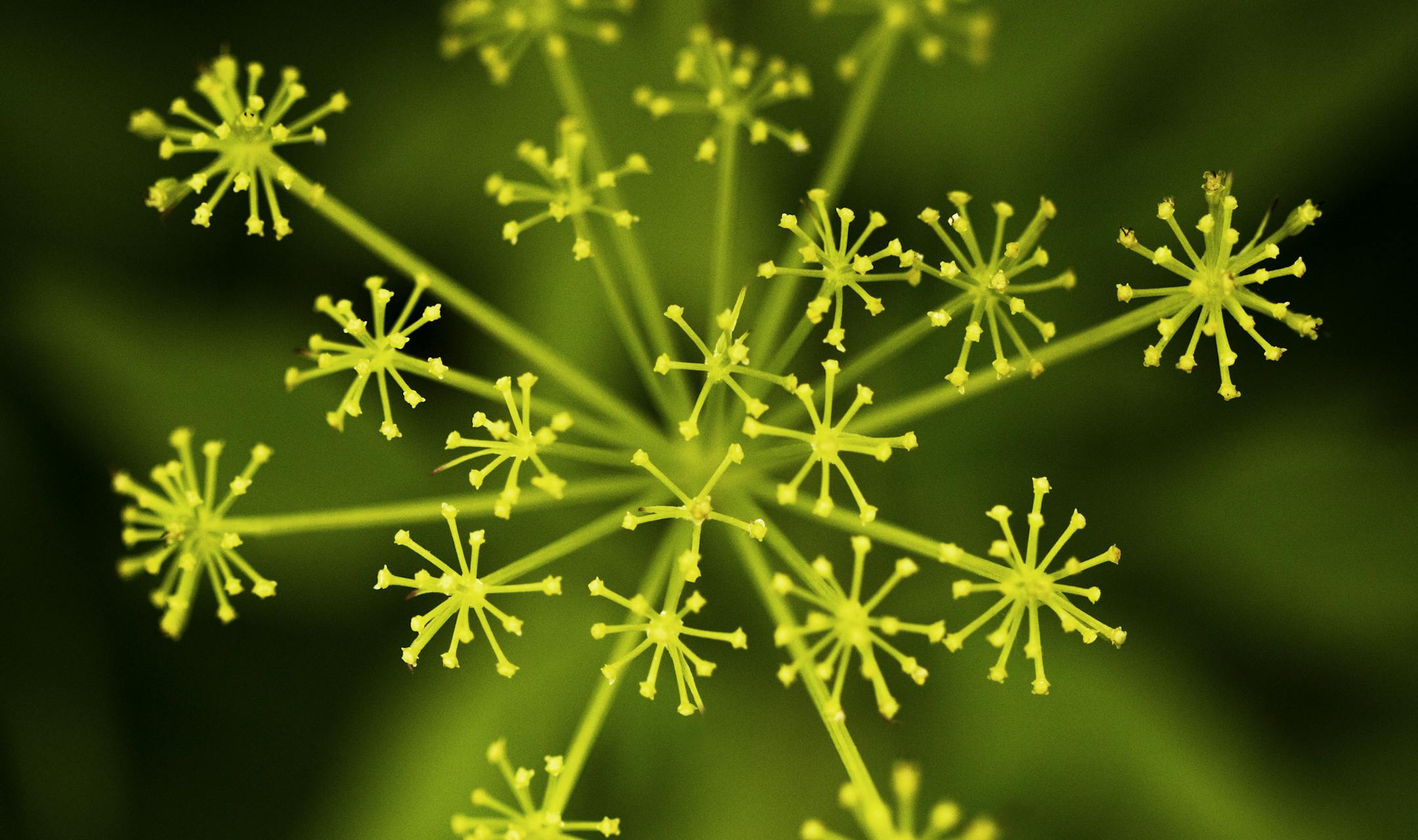 Like a natural floral fireworks display the Golden Alexander sprouts stems to support small yellow flowers just days from blooming. ] Minnesota State of Wonders - Summer on the Prairie. BRIAN PETERSON • brian.peterson@startribune.com Luverne, MN 08/02/14