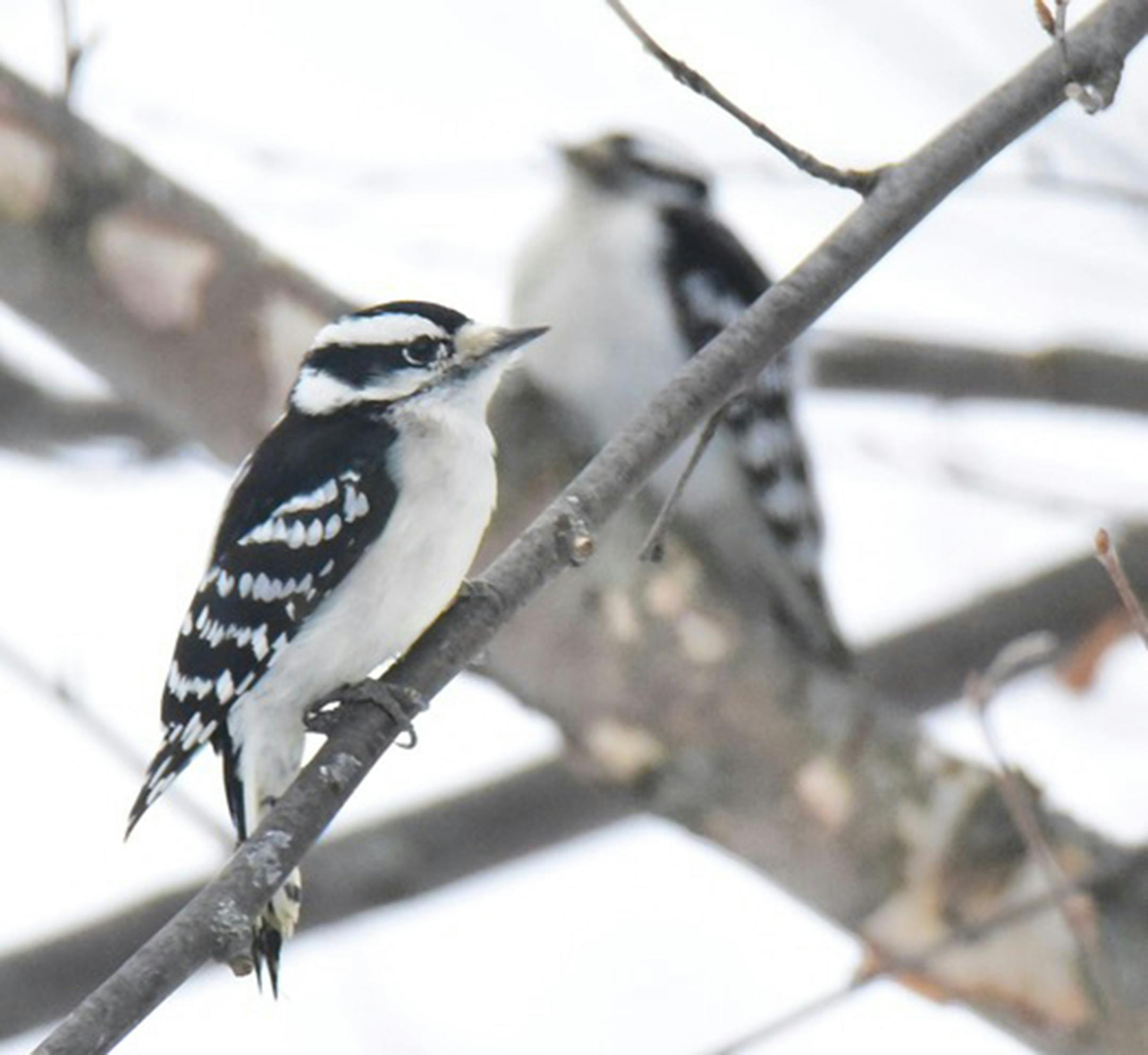 Downy woodpeckers are our smallest woodpecker and most likely to visit feeders. Jim Williams photo