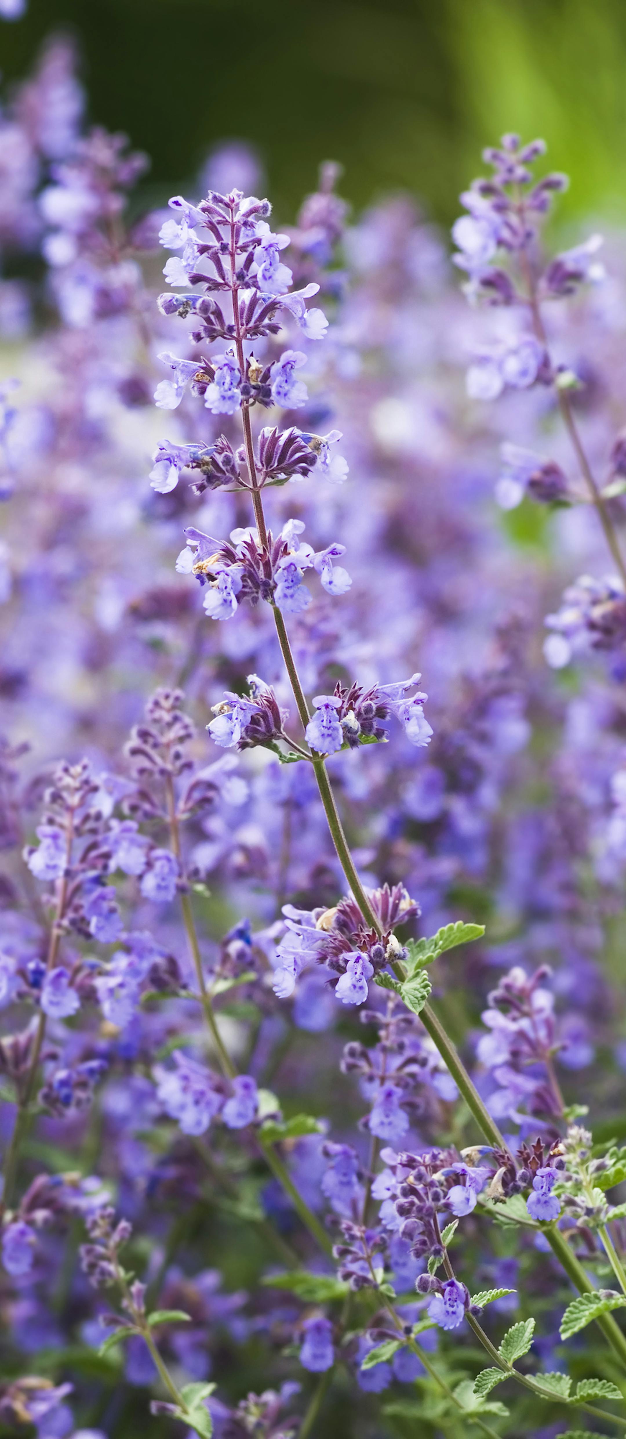 Catmint - Nepeta racemosa 'Walker's Low'. Nepeta is a genus of about 250 species of flowering plants in the family Lamiaceae. The members of this group are known as catnip or catmint because of their famous effect on cats - nepeta pleasantly stimulates cats' pheromonic receptors, typically resulting in temporary euphoria. It can also induce mild euphoria in humans. The genus is native to Europe, Asia and Africa. It is now also common in North America. Most of the species are herbaceous perennial