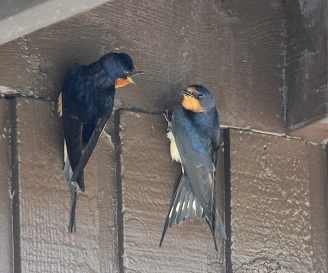 Barn swallows have strong pair bonds, and seem bereft when one partner dies.