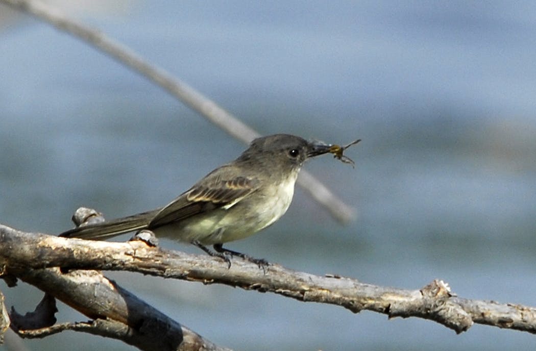 Eastern phoebes are among the first migrants to return to their breeding grounds in spring.