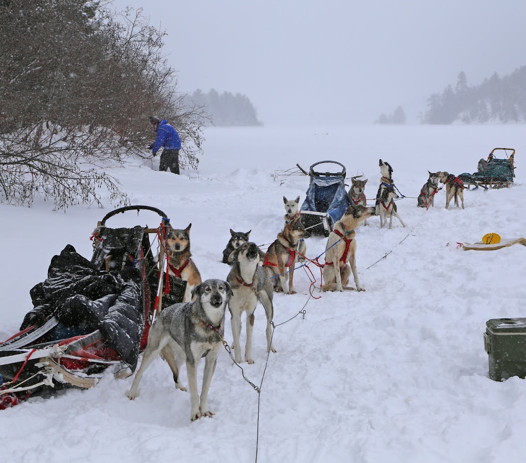 Shelby McEntyre, 25, of Ely prepares to stake out three teams of sled dogs after arriving on Basswood Lake in the Boundary Waters Canoe Area Wilderness to fish for northern pike.