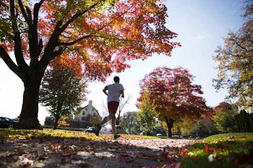 A maple tree ablaze in fall colors lights the path for a jogger on Summit Avenue in St. Paul.