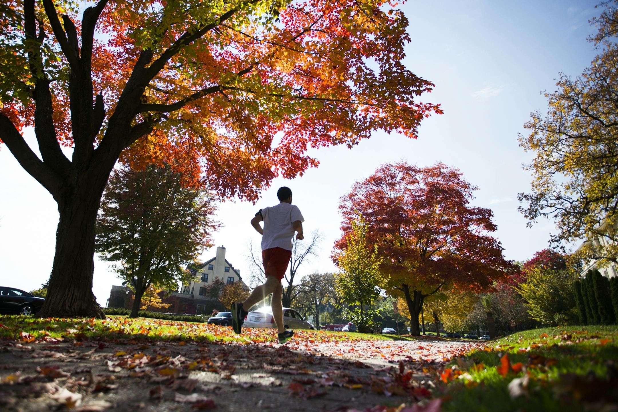 A maple tree ablaze in fall colors lights the path for a jogger on Summit Avenue in St. Paul.