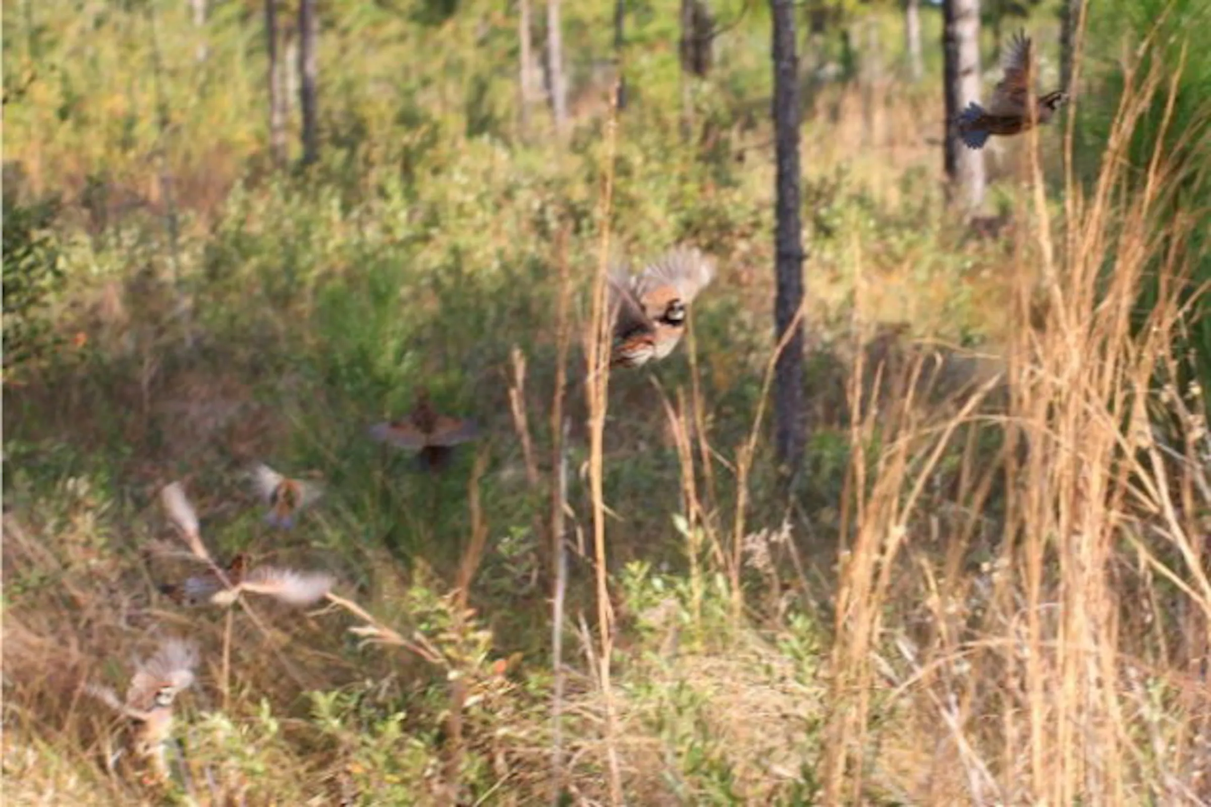 Learning about birds: Bobwhite Quail