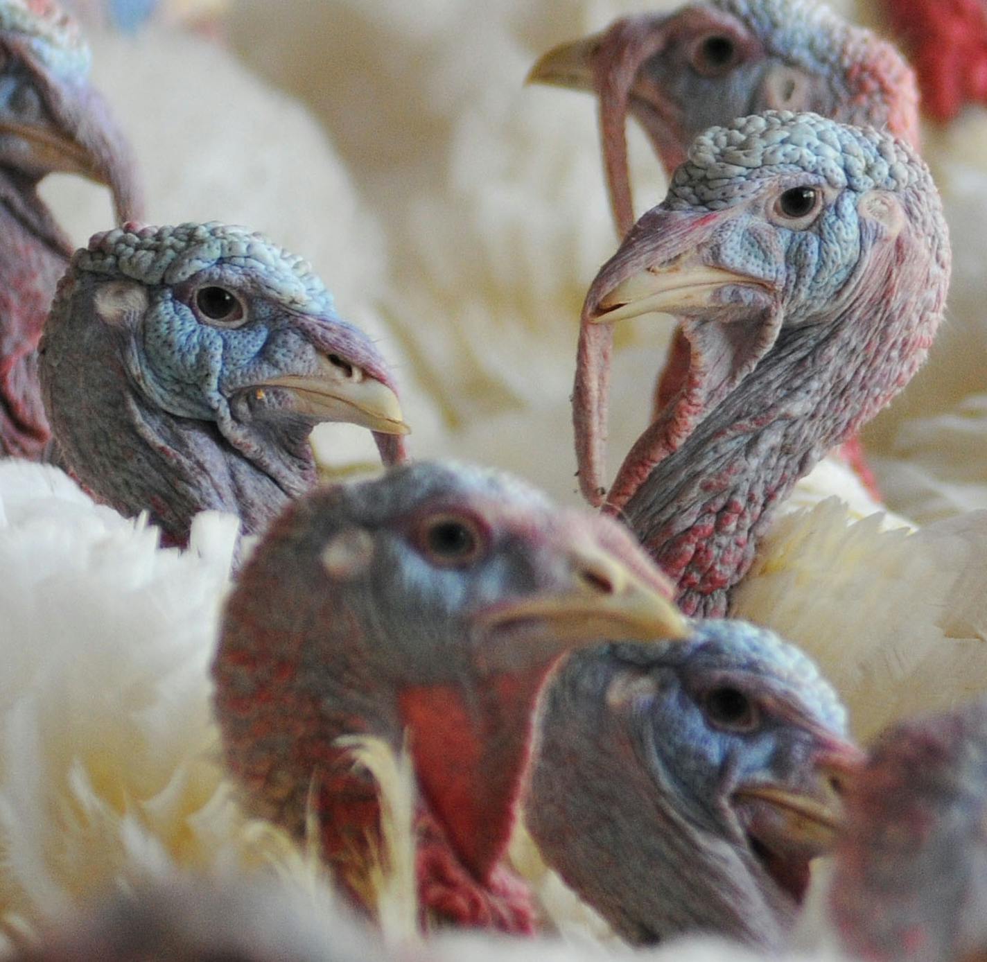 Turkeys on a Minnesota turkey farm. ] Richard.Sennott@startribune.com Richard Sennott/Star Tribune. Tuesday 04/03/12) ORG XMIT: MIN2015030616471836