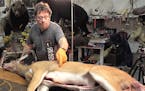 Taxidermist Robert Utne made an instructional video for the DNR to teach hunters how to comply with the carcass import ban.