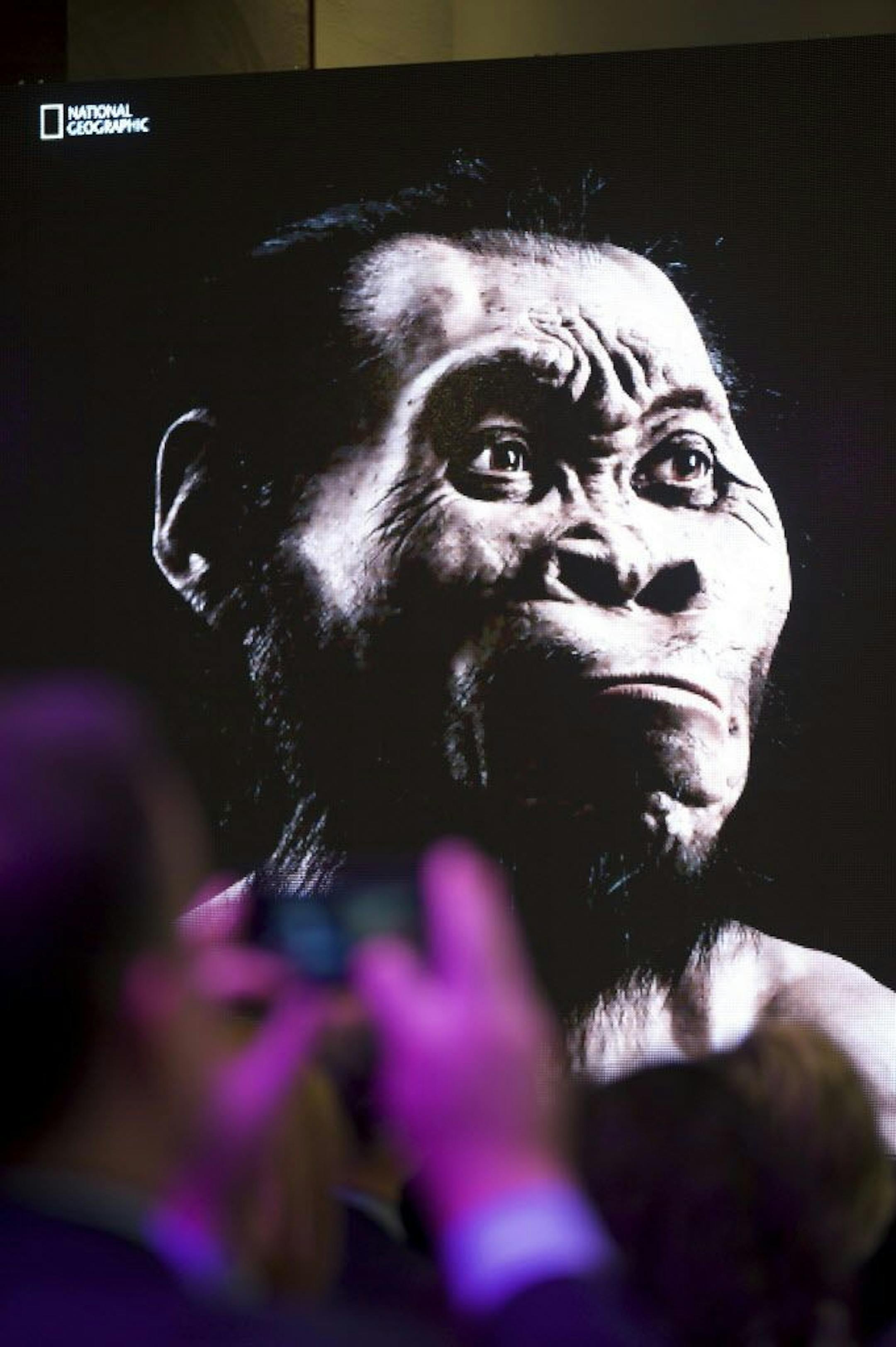 A guest photographs a projected likeness of the recently discovered hominid at its unveiling at Maropeng near Johannesburg, Sept. 10, 2015. Rising Star, a cave in South Africa, yielded the discovery of a previously unidentified member of the early human lineage � Homo naledi, a new hominin species who seem to have buried their dead.