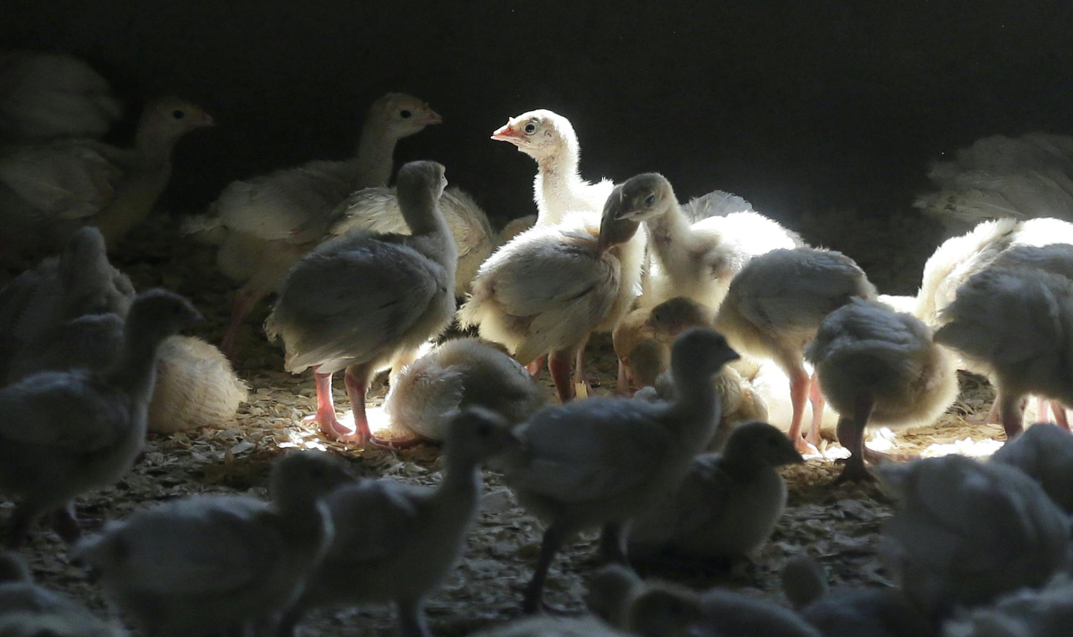 Young turkeys represent hope for Minnesota's industry, still battling back from bird flu. “I’m keeping my fingers crossed, my eyes crossed, and my hair crossed that we miss this thing.” said Steve Olson, executive director of the Minnesota Turkey Growers Association.