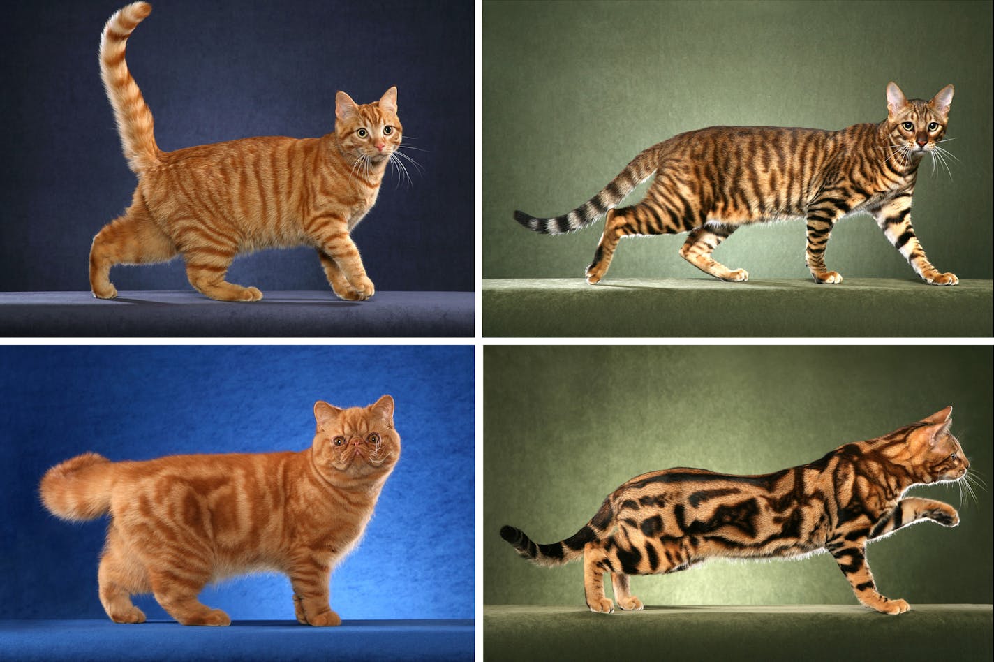 This undated photo made available by Science magazine shows tabby cats with the mackerel pattern, top row, and blotched pattern, bottom row. Scientists say they've found the gene that sets the common tabby pattern - stripes or blotches. Cats with narrow stripes, the so-called "mackerel'' pattern, have a working copy of the gene. But if a mutation turns the gene off, the cat ends up with the blotchy "classic'' pattern, researchers reported online Thursday, Sept. 20, 2012 in the journal Science. (