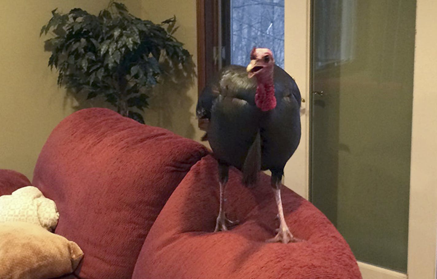 SOUTH LAKE MINNETONKA POLICE DEPARTMENT
A Shorewood resident came home to find a broken window -- and a turkey perched on the couch.