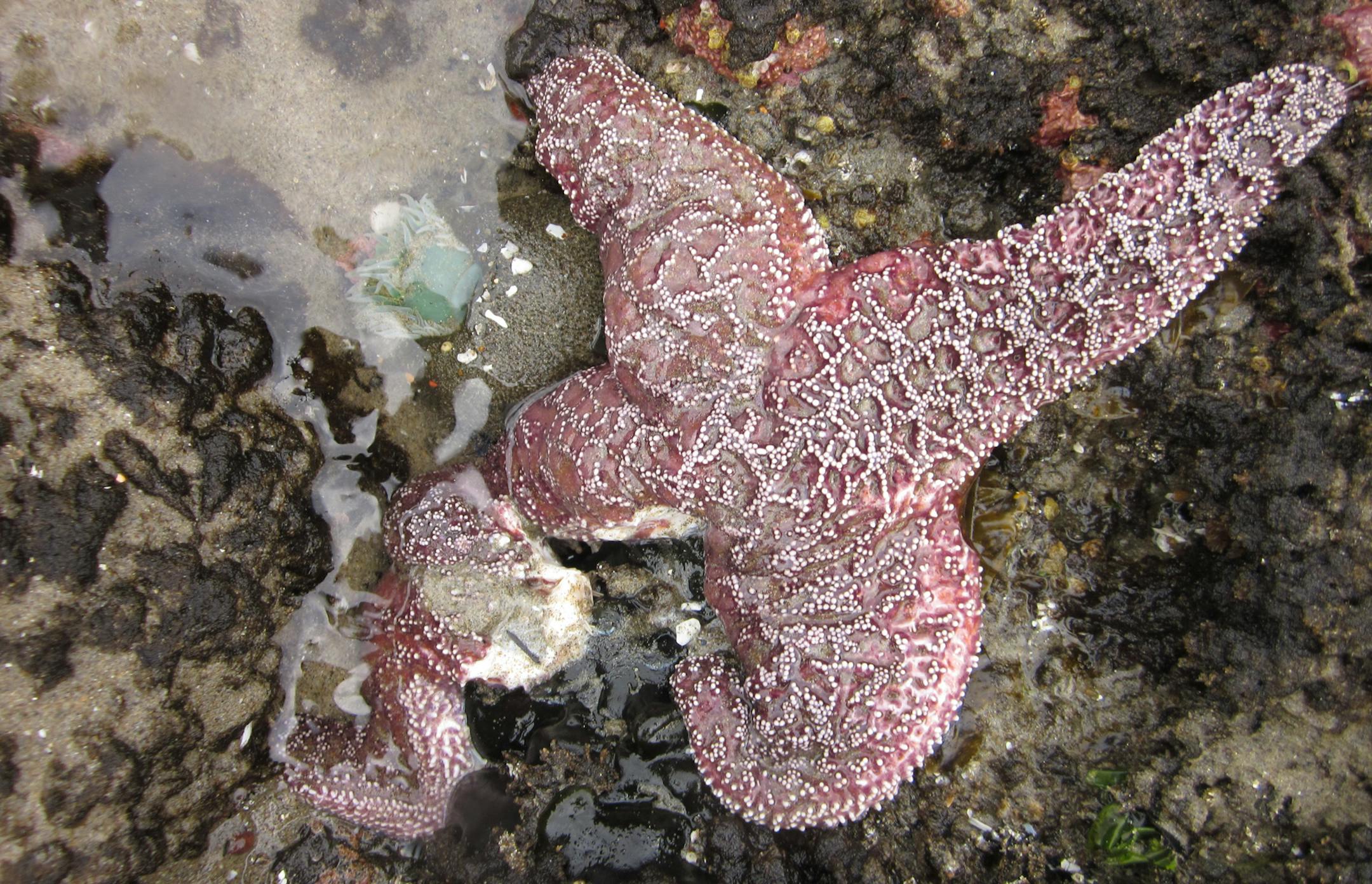 This May 16, 2014 photo provided by Oregon State University shows an ochre sea star with one leg disintegrating from star wasting syndrome on the Oregon Coast. Oregon State University marine ecologist Kristen Milligan said Wednesday, June 4, that Oregon was largely spared last year as the disease known as sea star wasting syndrome spread in California, Washington, British Columbia and Alaska. But monitoring of tide pools along much of the coast shows the number of sea stars affected has jumped f