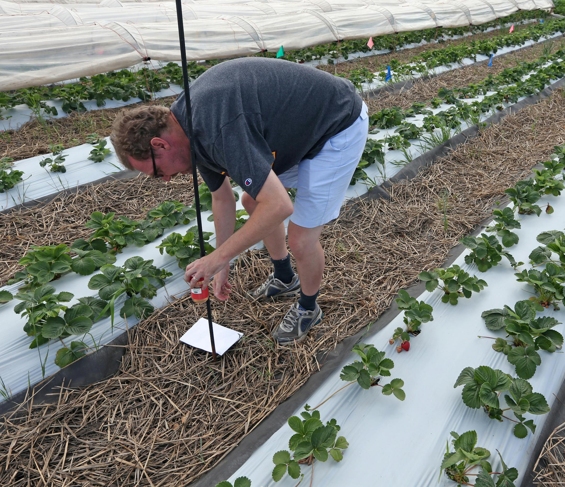 Dr. Mark Asplen checked traps near rows of strawberry plants that contained spotted wing fly (drosophila), fruit fly and other types of fly on 7/17/13 at the University of Minnesota St. Paul Campus. Those raspberries might look deleicious, but you just might get a mouthful of maggots when you try them. Newly arrived fruit fly ruins soft summer fruits from inside out. It's not going to wipe anything out. But it's widespread, and growers, both farmers and backyard gardeners, are going to have to b