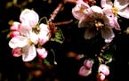 Apple blossoms provide much-needed sustenance for pollinators.