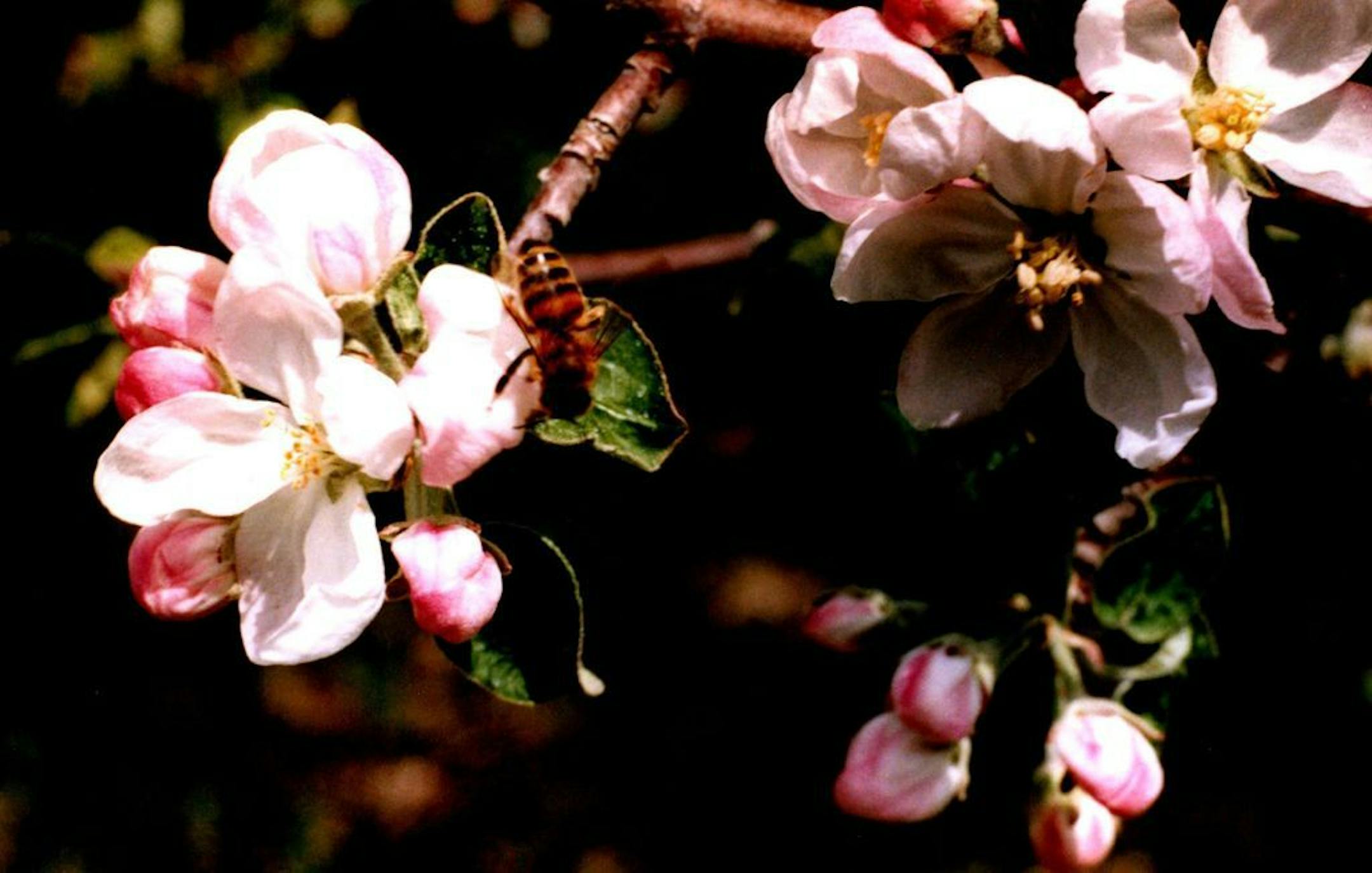 Apple blossoms provide much-needed sustenance for pollinators.