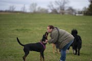 Heather Negen got a kiss from Leon, one of her dog Odin's playmates, while at the Bloomington Off-leash Dog Park Tuesday evening.