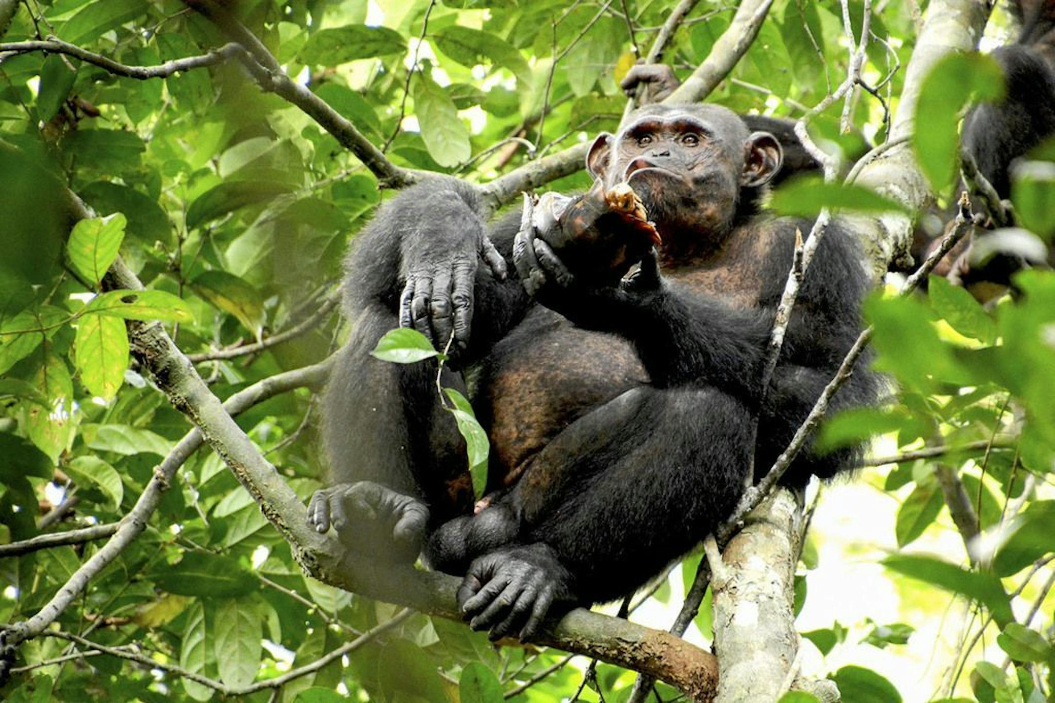 In this photo provided by the Max Planck Institute a wild chimpanzee eats a tortoise, whose hard shell was cracked against tree trunks before scooping out the meat at the Loango National Park on the Atlantic coast of Gabon, May 20, 2019. Researchers from the Max Planck Institute for Evolutionary Anthropology in Leipzig and the University of Osnabrueck said Thursday they spotted the unusual behavior dozens of times in a group of chimpanzees at Loango National Park in Gabon.