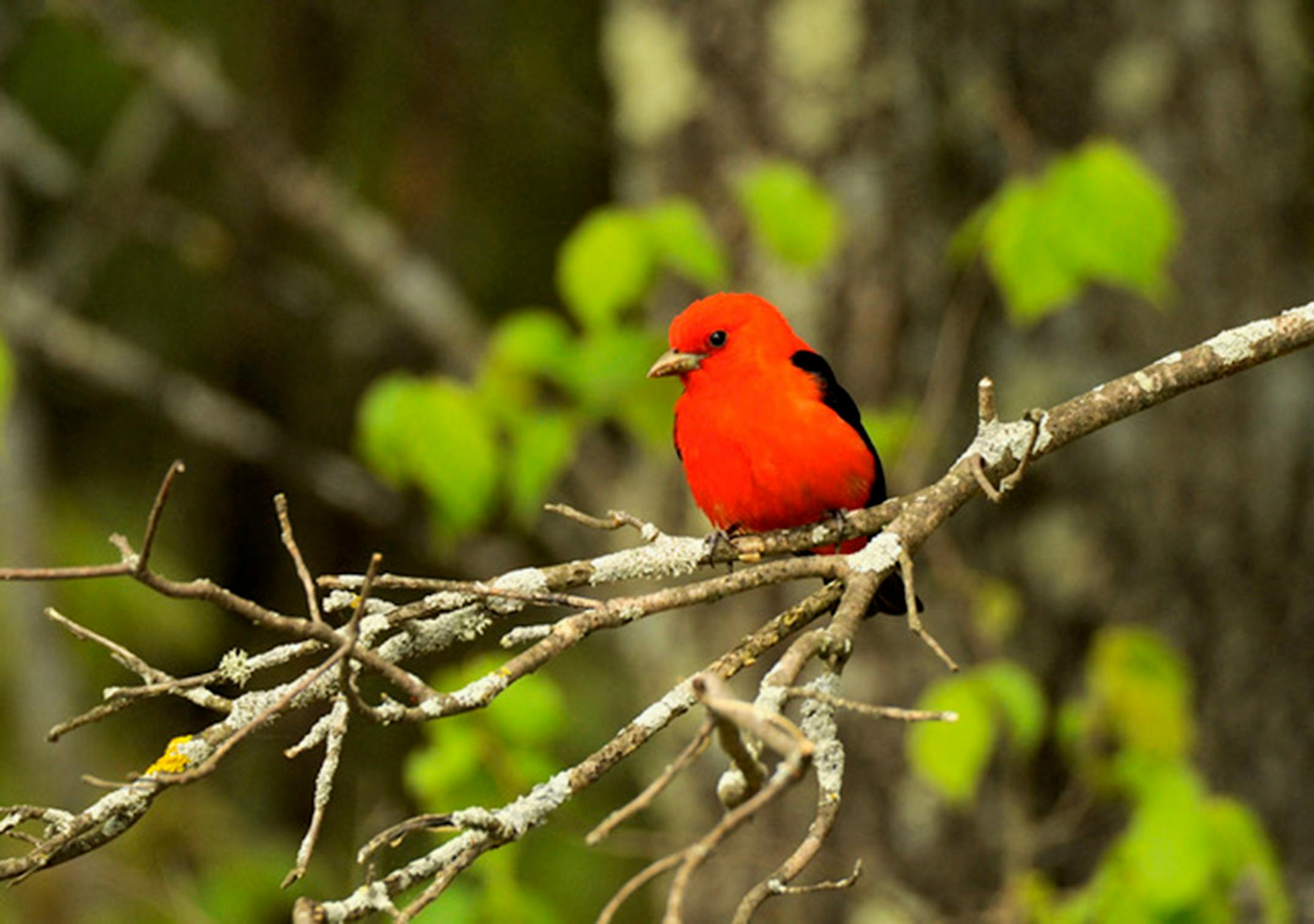 A bright-red scarlet tanager perches on a tree branch, standing out vividly against the green leaves in the background.