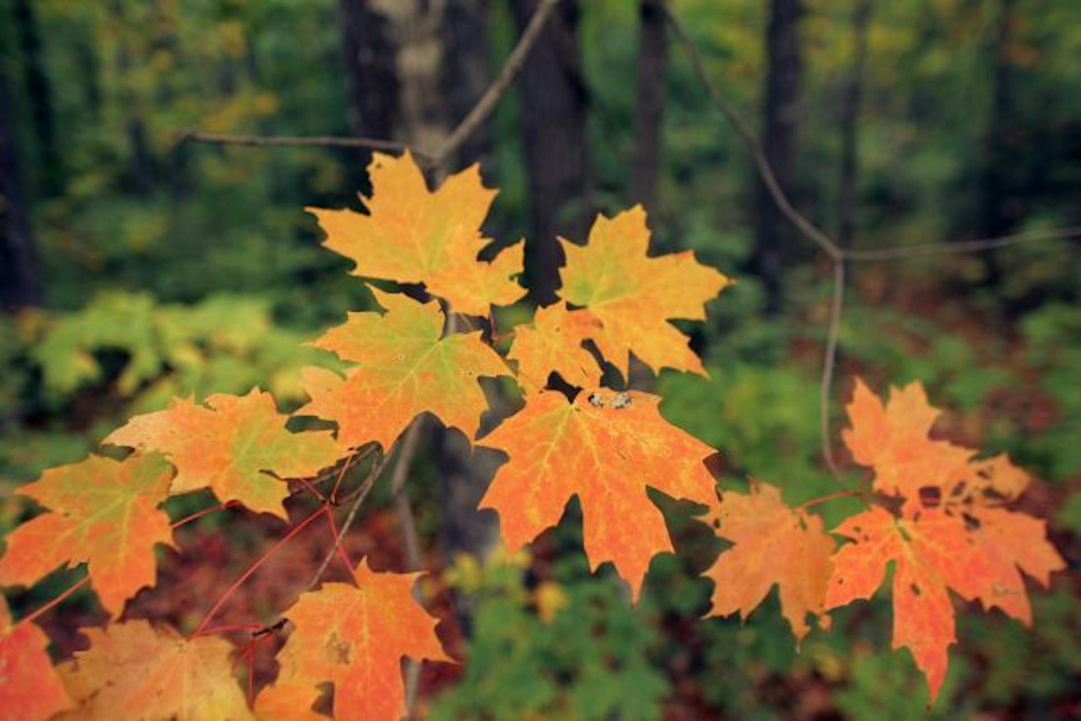 Maples can be found along the Superior Hiking trail near Oberg Mountain, west of Lutsen.