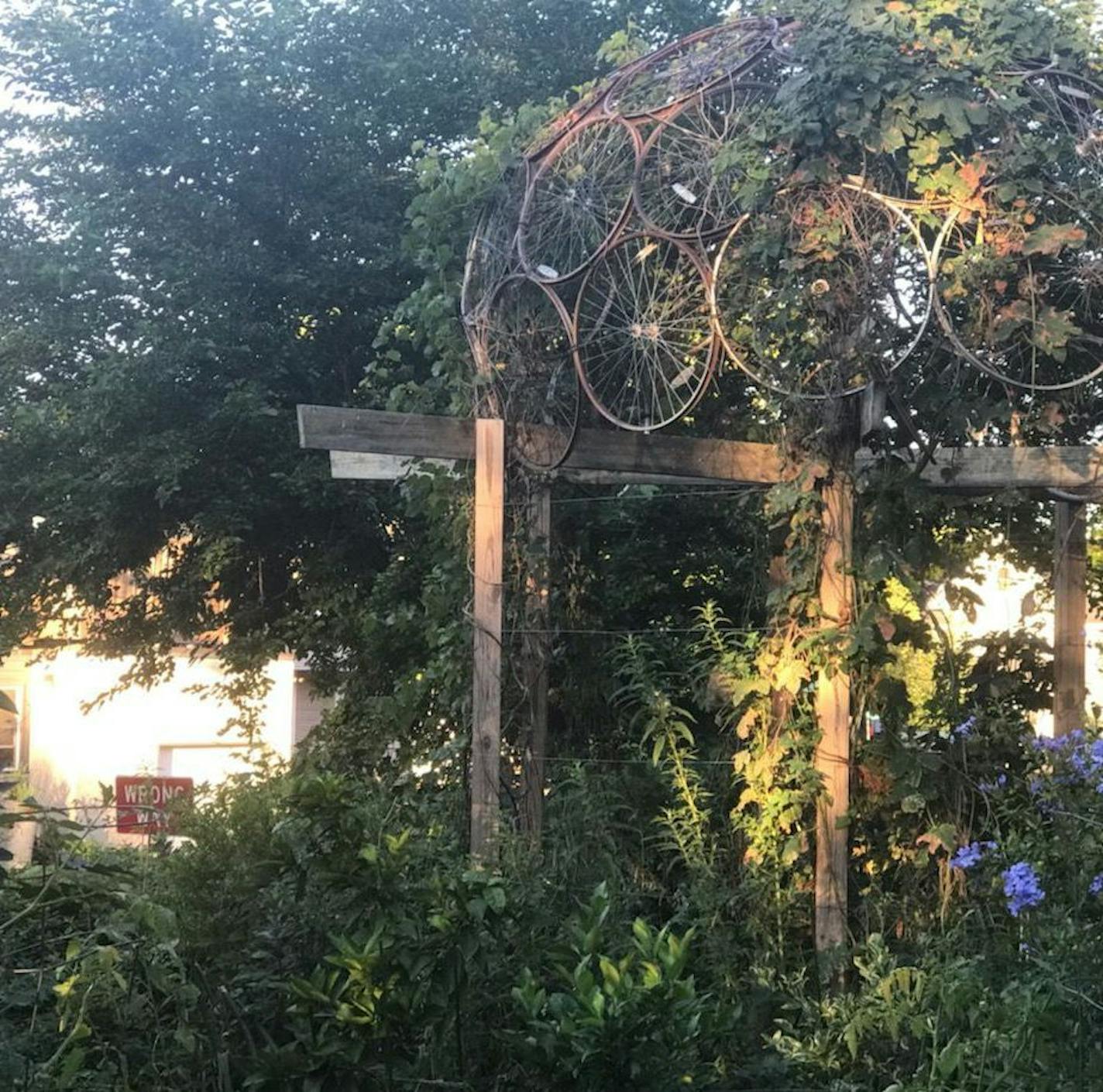 Andy Lapham's permaculture garden on the vacant lot next to his house.