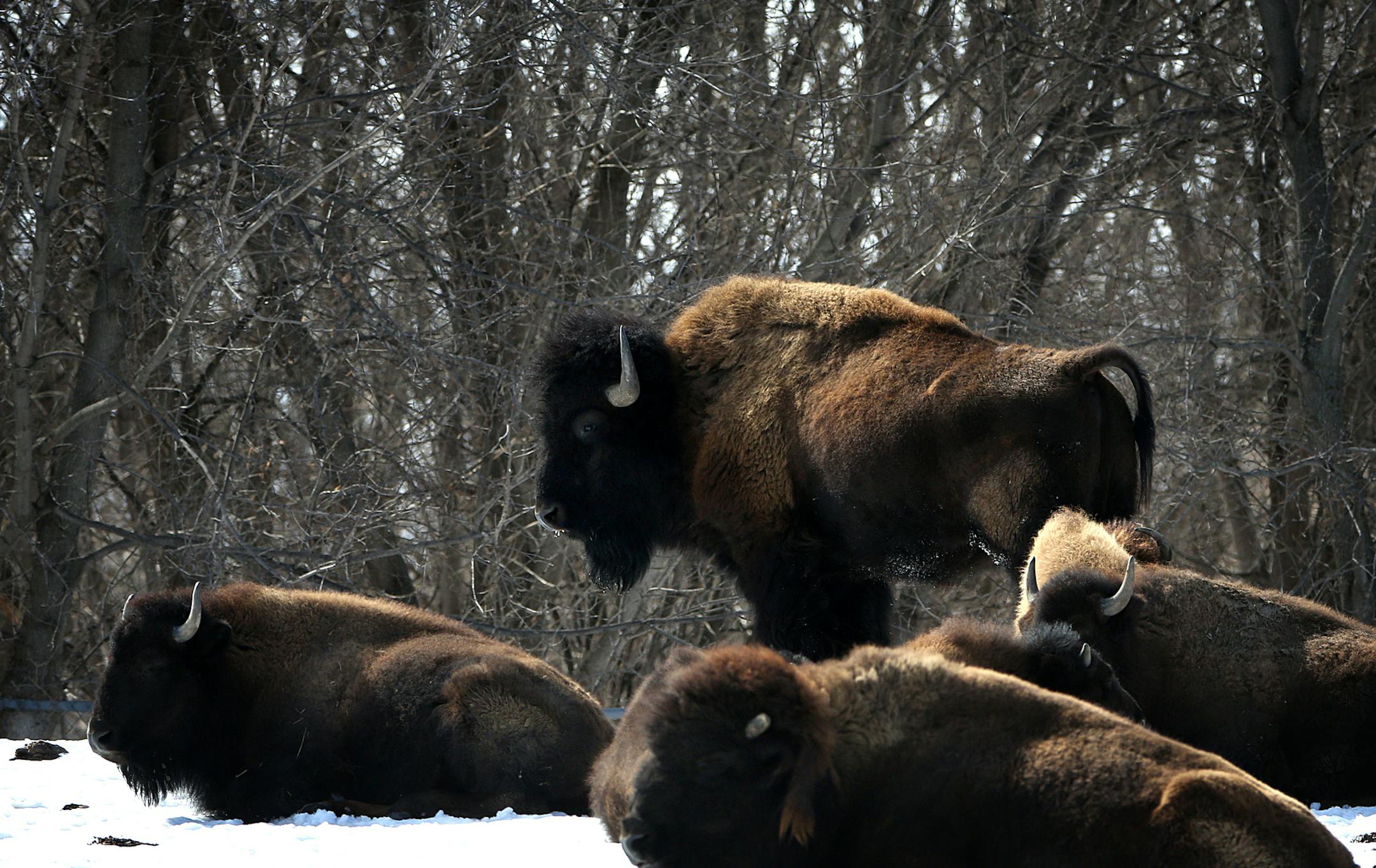 Bison at the Minnesota Zoo in Apple Valley. ] JIM GEHRZ ï james.gehrz@startribune.com / Apple Valley, MN / March 7, 2015 /12:30 PM ñ BACKGROUND INFORMATION: Conservation has always been a large part of the Minnesota Zoo's core mission, but this year the state institution is upping the ante. More money from the Zoo foundation will be funneled toward increasing international conservation work in Africa and the zoo is attempting to rebrand itself as a leader in this field. The Minnesota Z