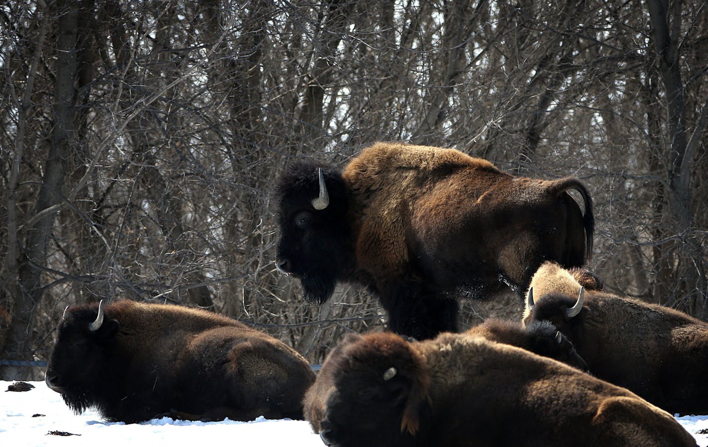 Bison at the Minnesota Zoo in Apple Valley. ] JIM GEHRZ &#xef; james.gehrz@startribune.com / Apple Valley, MN / March 7, 2015 /12:30 PM &#xf1; BACKGROUND INFORMATION: Conservation has always been a large part of the Minnesota Zoo's core mission, but this year the state institution is upping the ante. More money from the Zoo foundation will be funneled toward increasing international conservation work in Africa and the zoo is attempting to rebrand itself as a leader in this field. The Minnesota Z