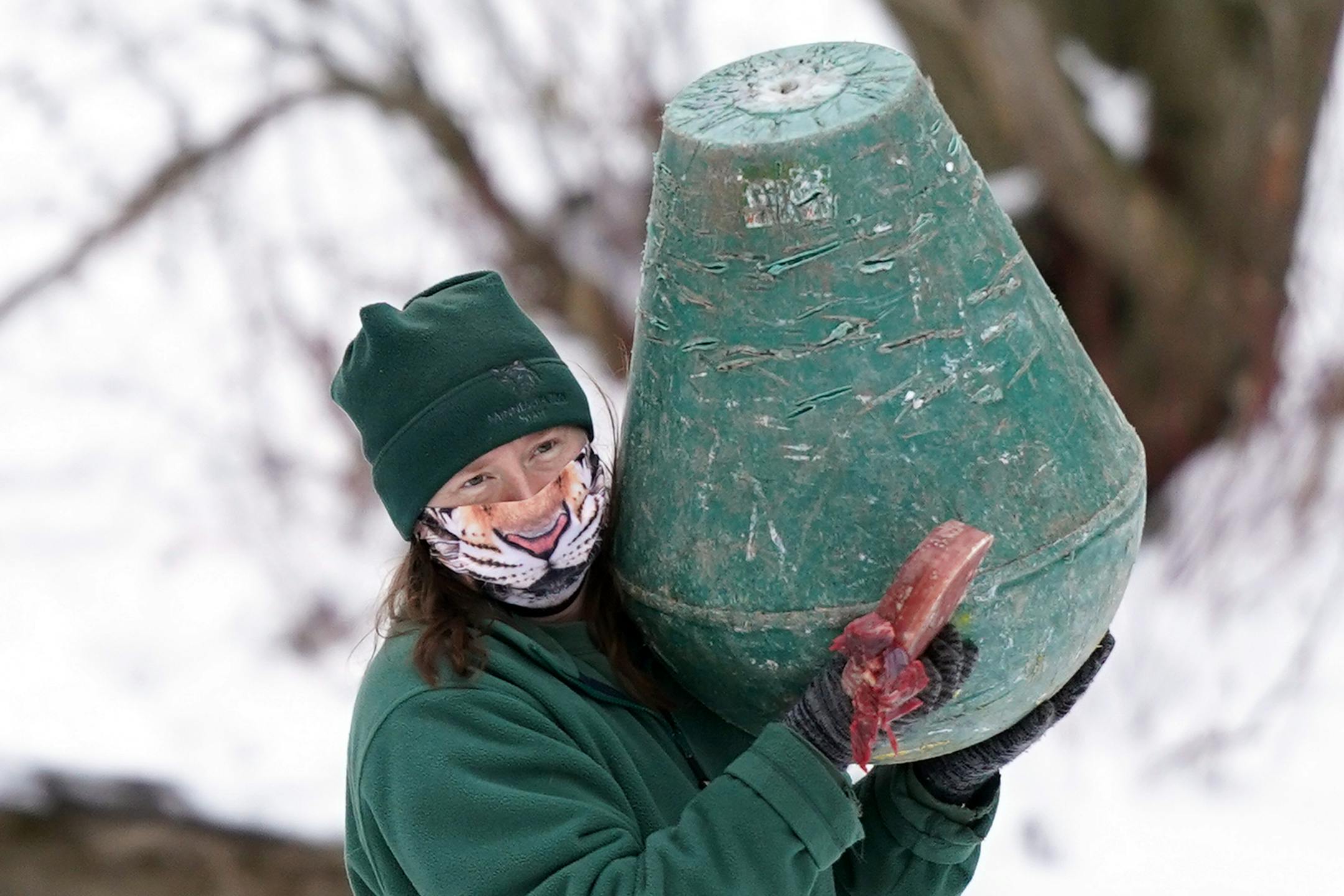 A keeper carried out toys to coax the Amur tiger to a location for filming.