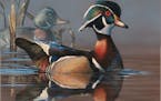 Anderson: Duck stamp designs should feature nature, not hunting