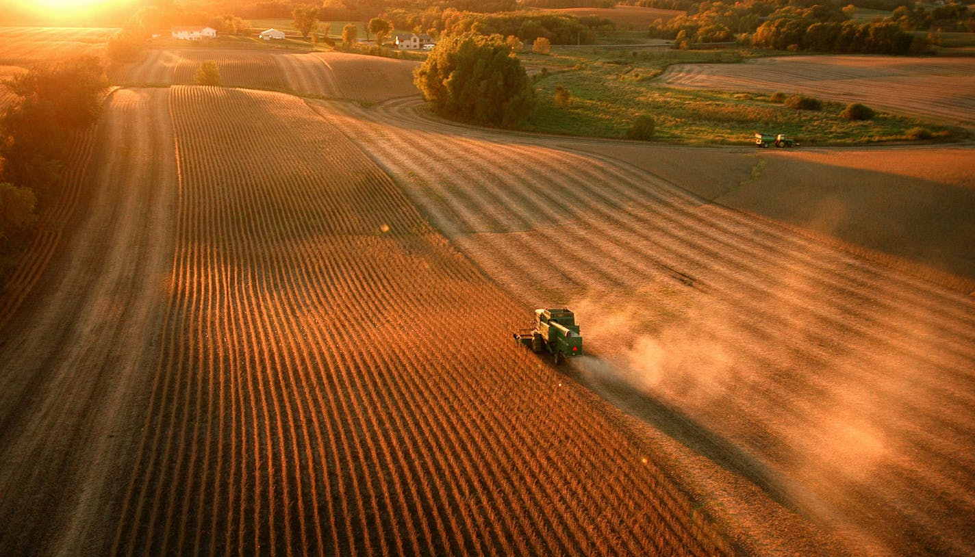 A Faribault farmer harvests soybeans in the evening, low himidity and sunshine helped dry crops in the field, saving the cost of drying them with natural gas. This was a difficult growing season for many farmers after an unusually cool spring and summer and crippling August frost. A warmer than usual September saved many from having a very bad year. Source: Star Tribune; Origin: Faribault; Byline: Glen Stubbe; Object Name: The Harvest; Category: Pictorial