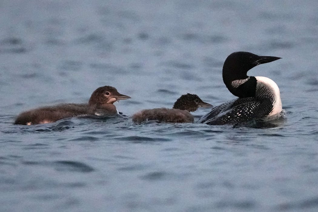 Loons and their chicks congregate on Cross Lake in August 2023, one of the areas in the state where they gather to feed before starting their migration south for the winter, 