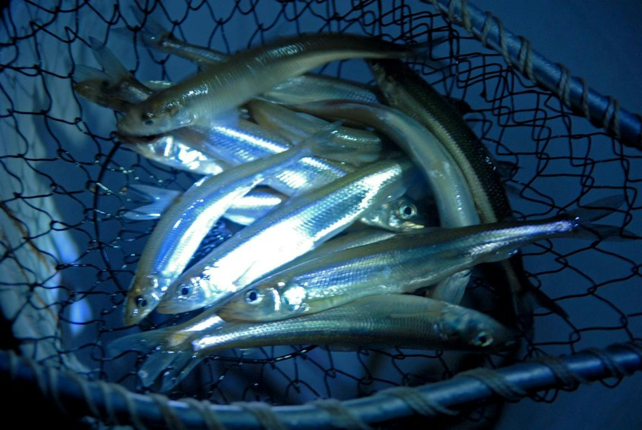 Small but tasty: Smelt netted along Duluth's shoreline Wednesday night.