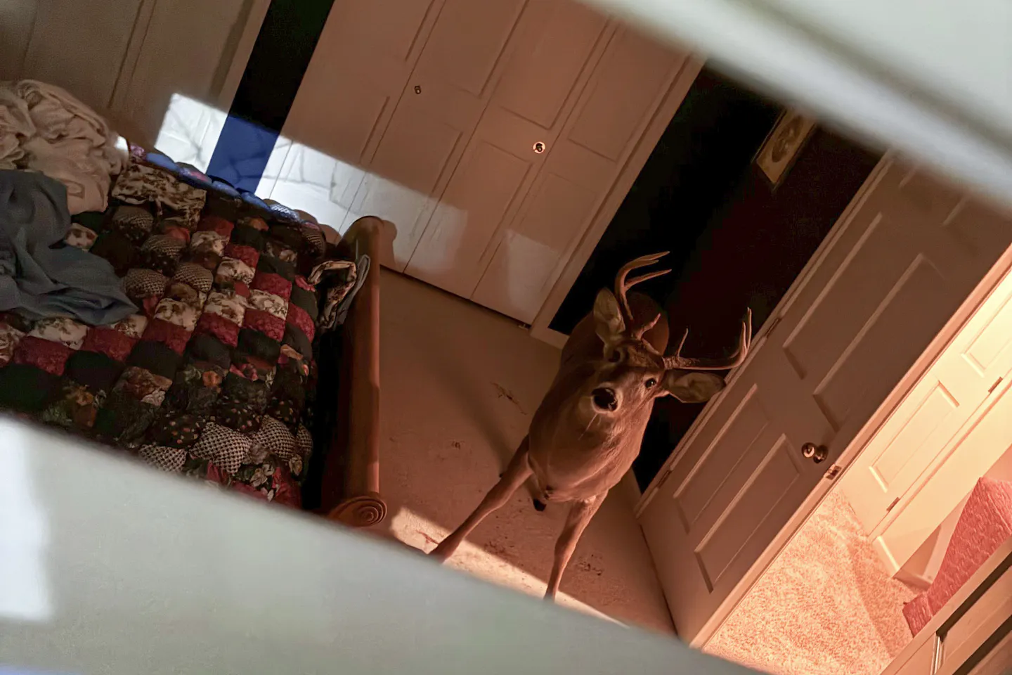 MN cop uses taser to get deer out of suburban home