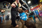 Foster Michelle Gregoire offered Susie a treat at Bauhaus Brew Labs during a fundraiser for Ruff Start Rescue on Thursday, Nov. 9, 2023.