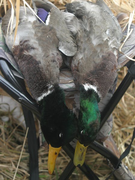 Doug Smith/Star Tribune Greenheads -- drake mallards -- are the holy grail for many late-season duck hunters.