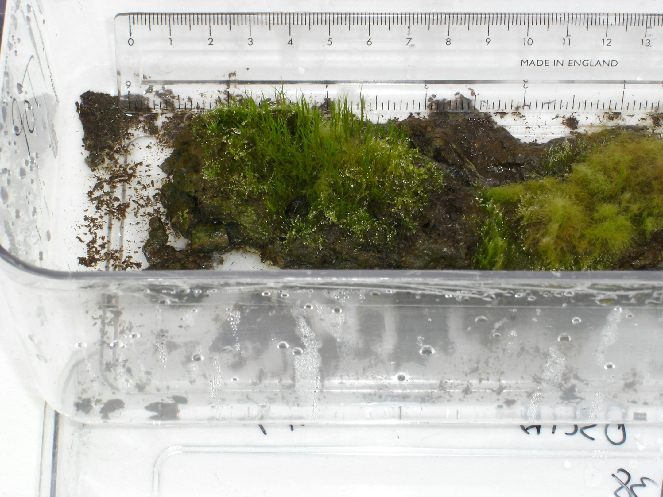 This image provided by the British Antarctic Survey shows a plant that scientists revived which was frozen beneath the Antarctic ice and seemingly lifeless since the days of Attila the Hun, The simple moss was about 1,600-year-old, black and looked dead, but when it thawed in a British laboratory incubator it grew again. British Antarctic Survey ecologist Peter Convey said the moss was visibly greening with new shoots after three weeks. He said scientists didn’t do anything to make it gro
