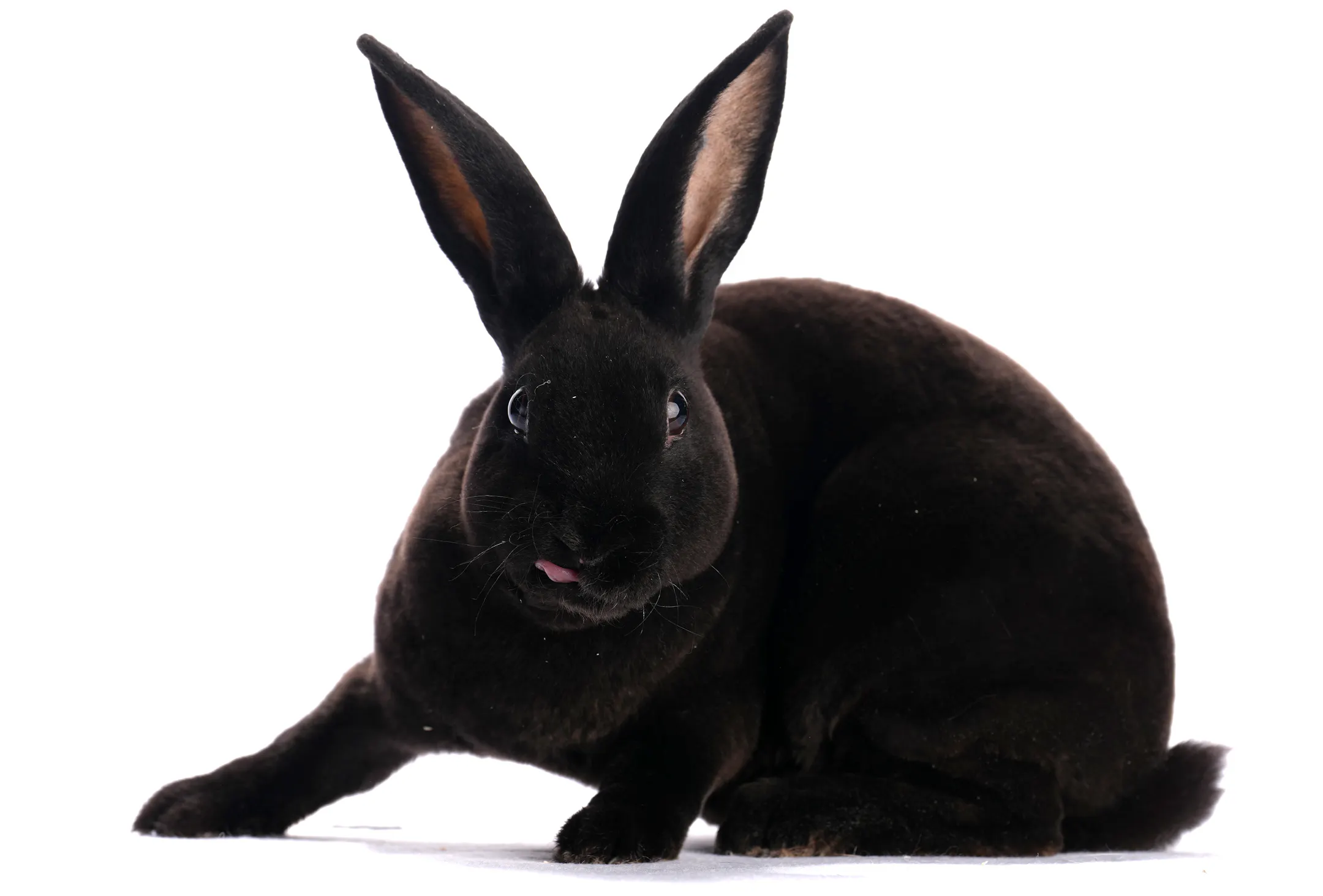 Portraits of Minnesota State Fair rabbits