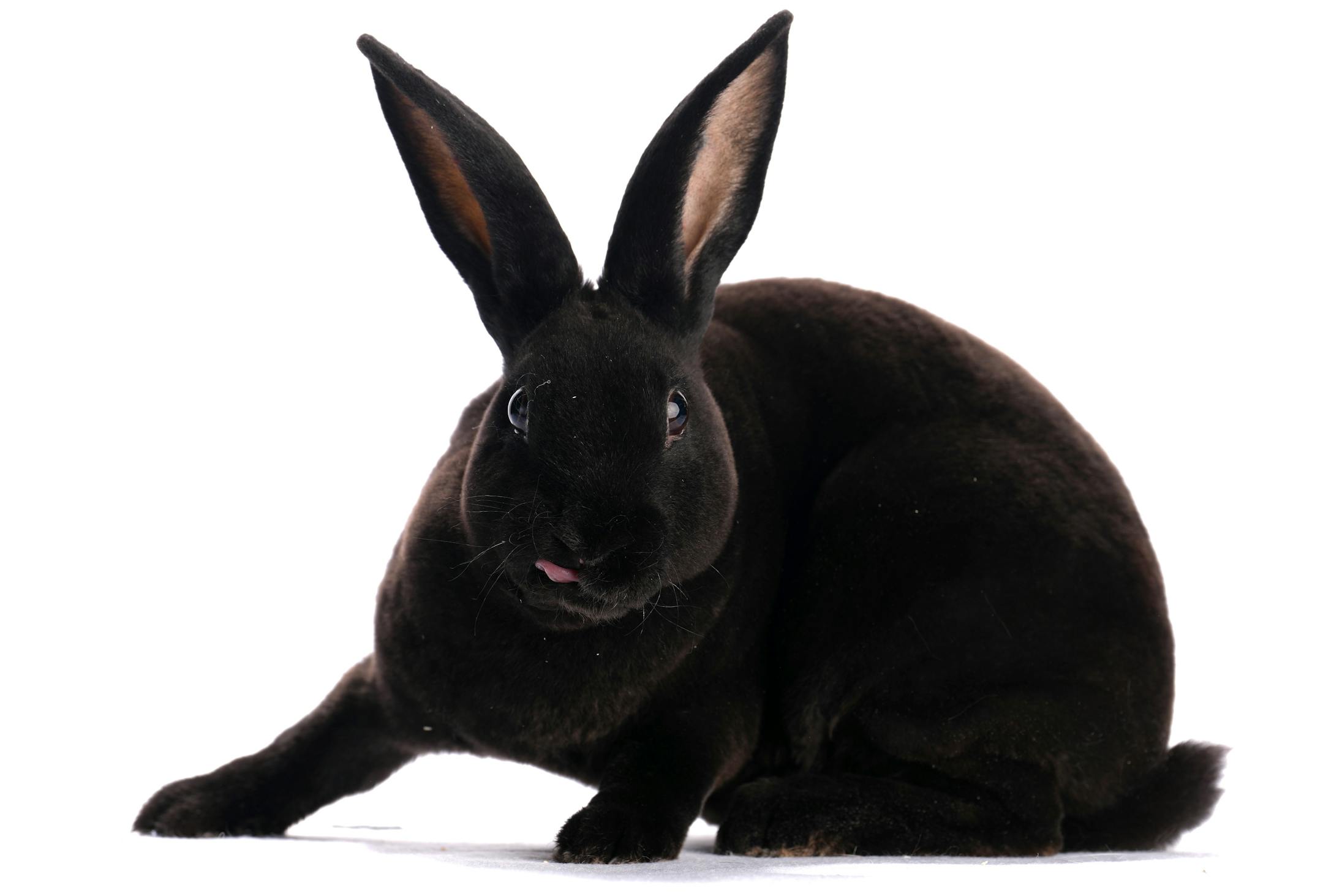 A mini Rex rabbit shown by Lillie Schoenhals of Isanti, Minn.