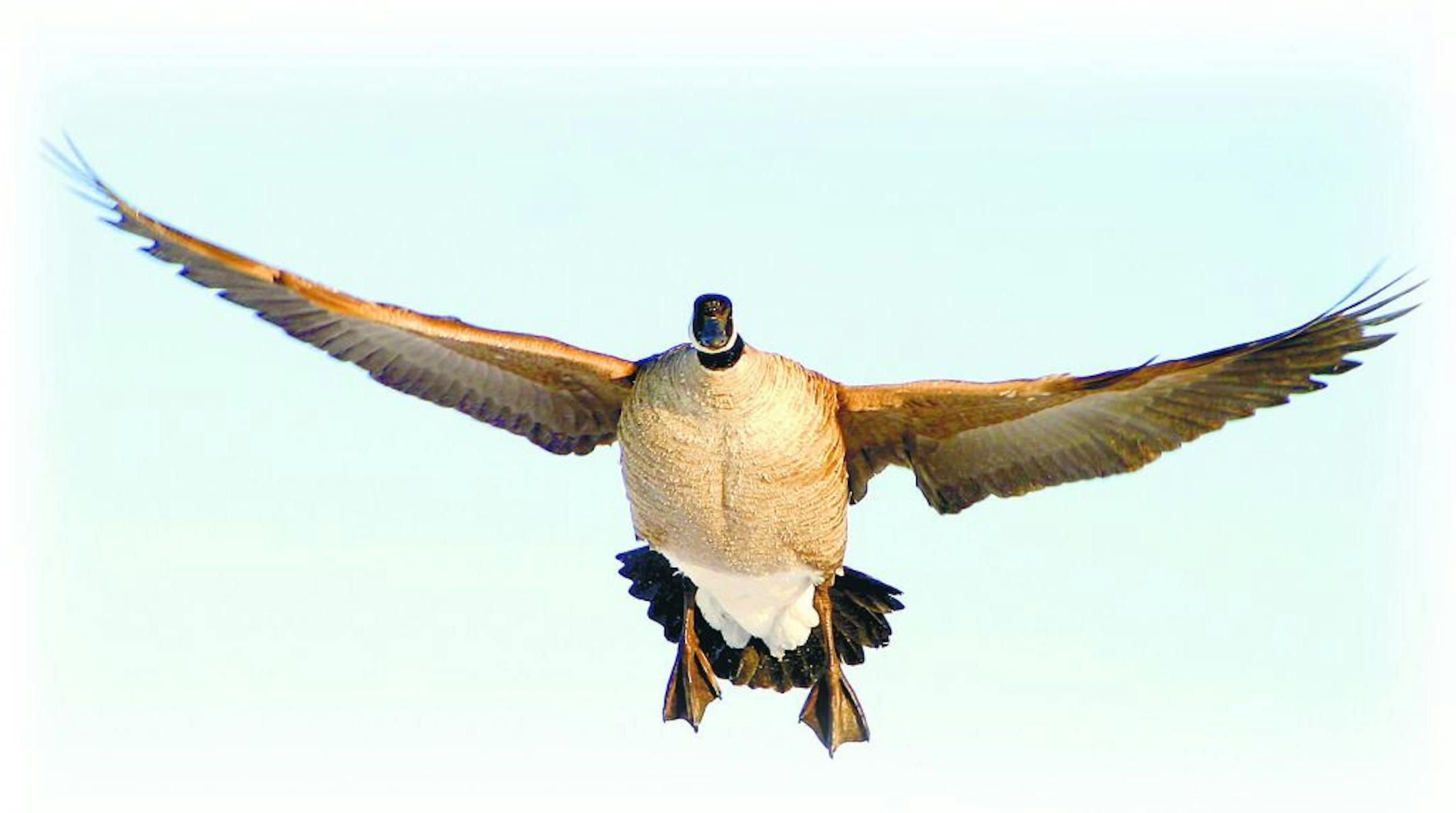 This Canada goose was one of many that landed in decoys during a late-season hunt near Hutchinson, Minn.