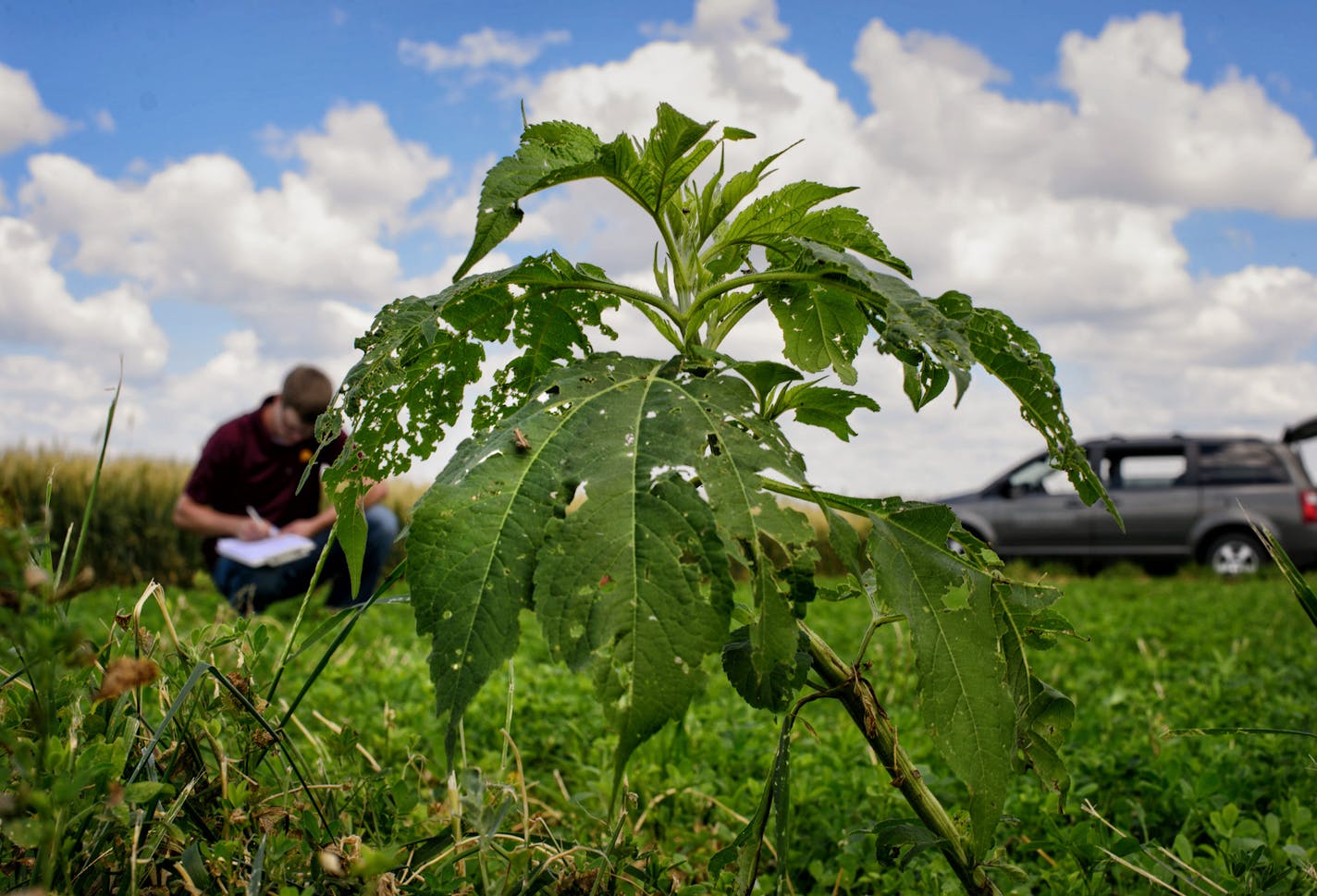 Surrounded by test plots of corn, soybeans, alfalfa and wheat, University of Minnesota graduate student Jared Goplen studies the effect of crop rotation on controlling giant ragweed, a "superweed" that is resistant to commonly used herbicides. Here he is measuring the density of alfalfa plants in his test plot as a giant ragweed plant grows on the edge of the plot. ] GLEN STUBBE * gstubbe@startribune.com July 21, 2014