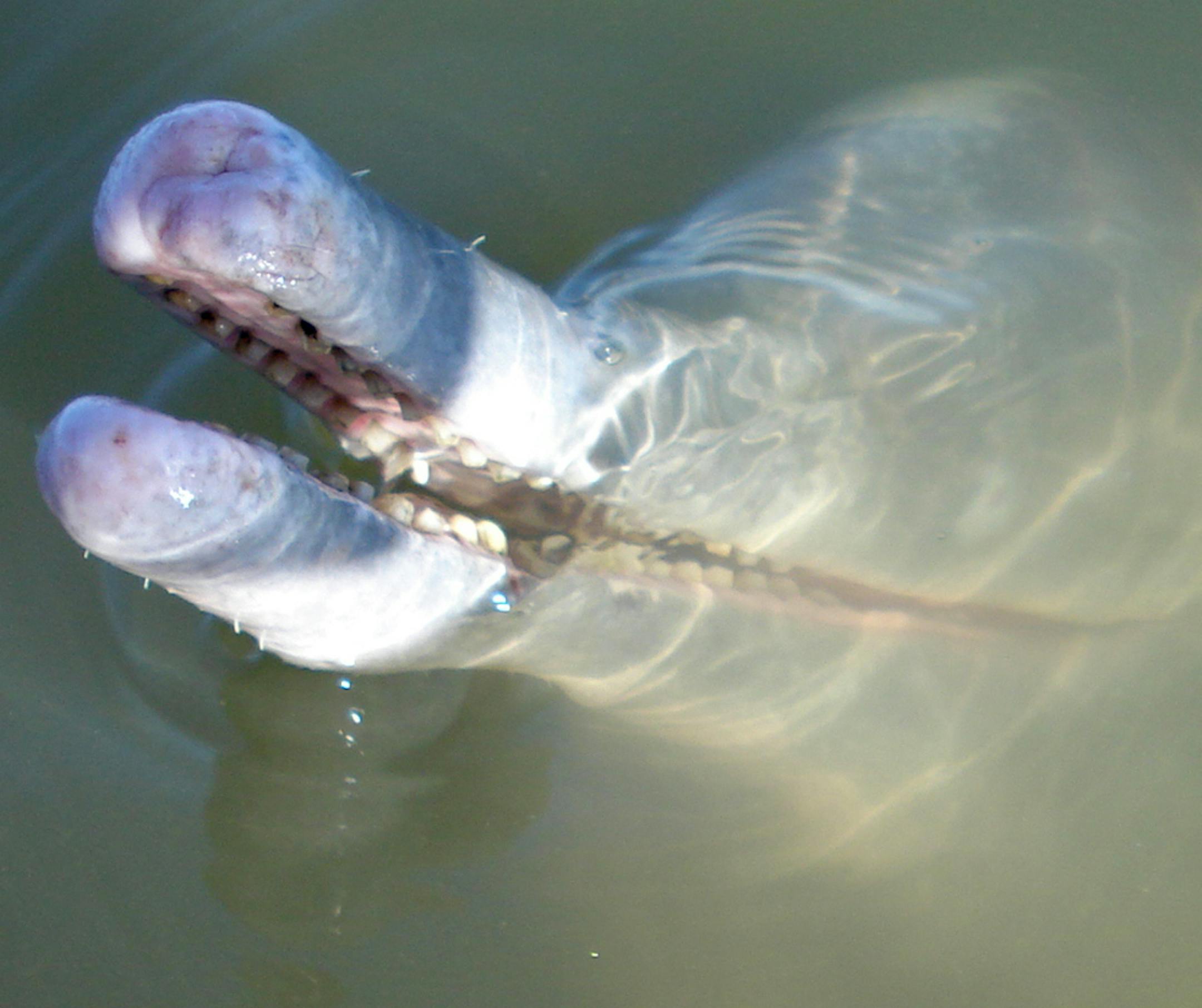 This undated 2014 photo released by the Federal University of Amazonas shows an Inia araguaiaensis dolphin in the Araguaia River in Amazonas state, Brazil. Scientists say it is the first new river dolphin species discovered in nearly 100 years inhabiting the Araguaia River in Brazil's vast Amazon rainforest. The discovery was announced in January 2014 in a study by biologist Tomas Hrbek from the Federal University of Amazonas. Hrbek said it "it was an unexpected discovery that shows just how inc